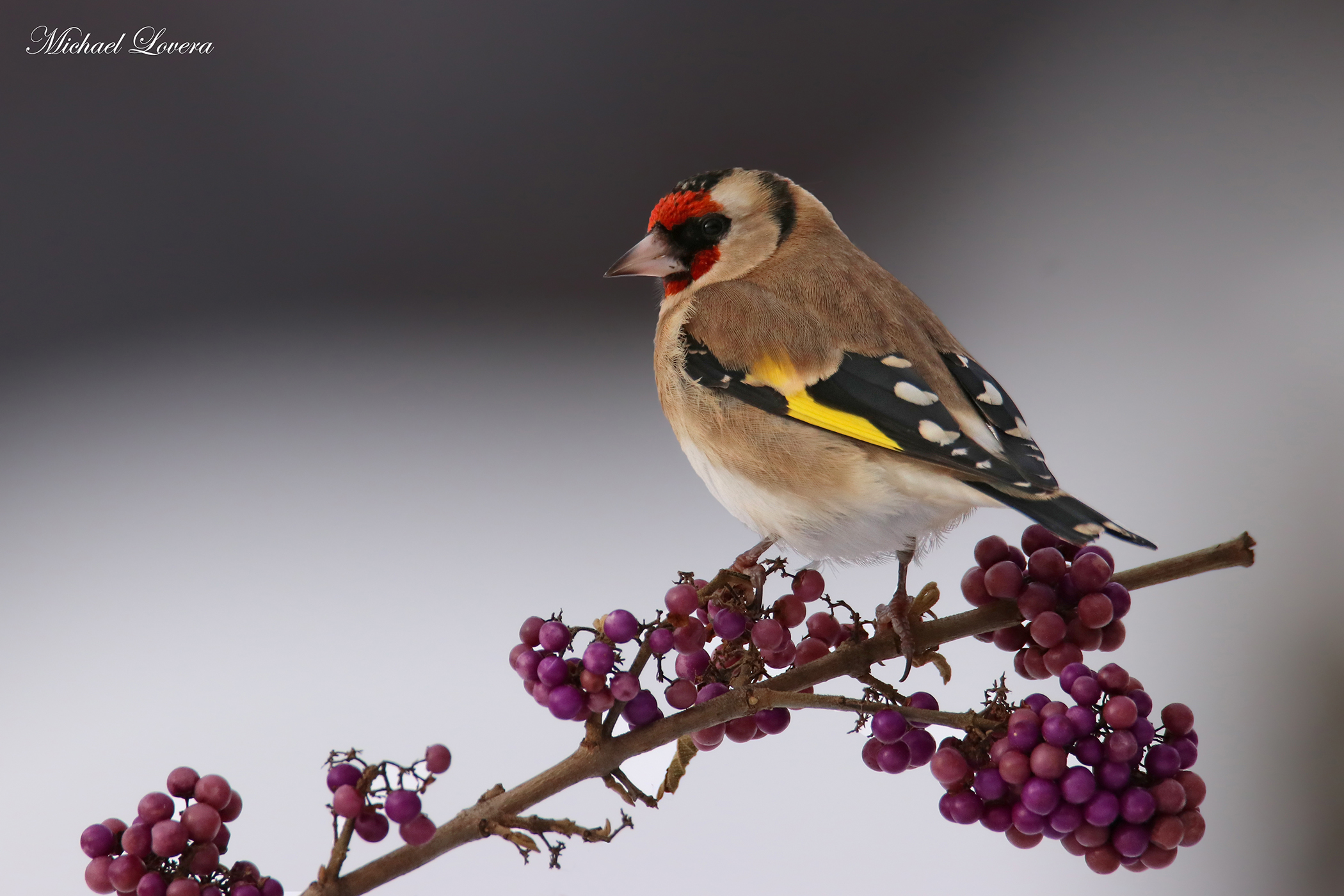 Goldfinch...
