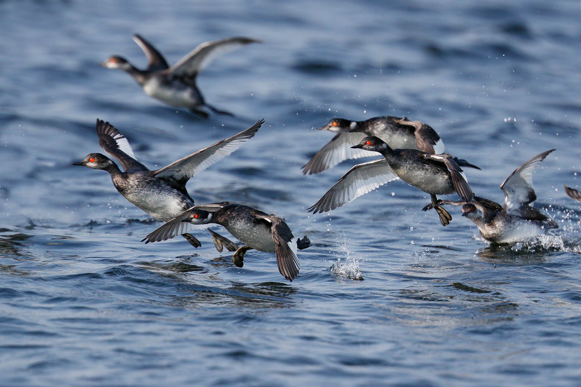 The race of the little greasses