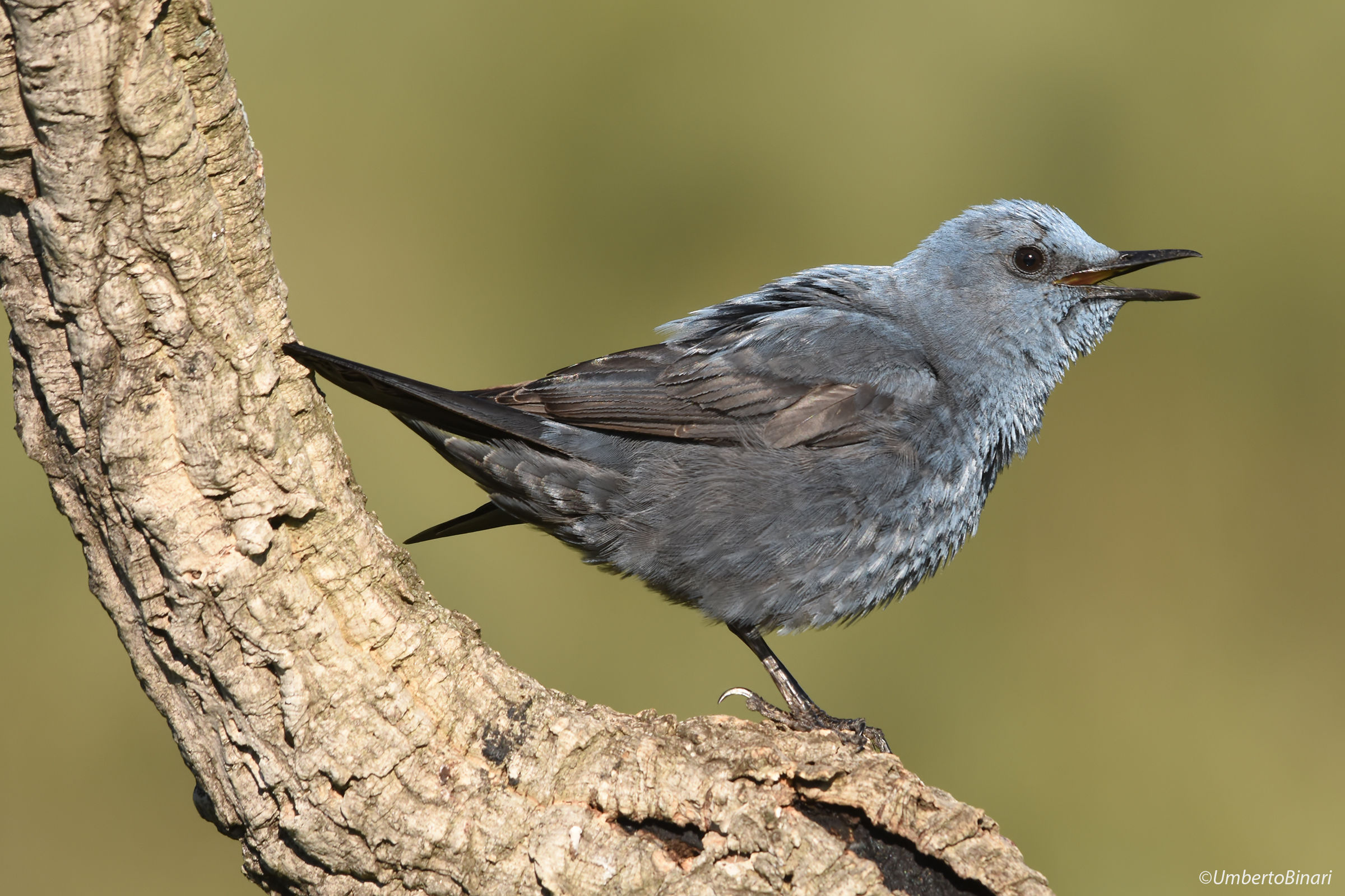 Blue Rock Thrush
