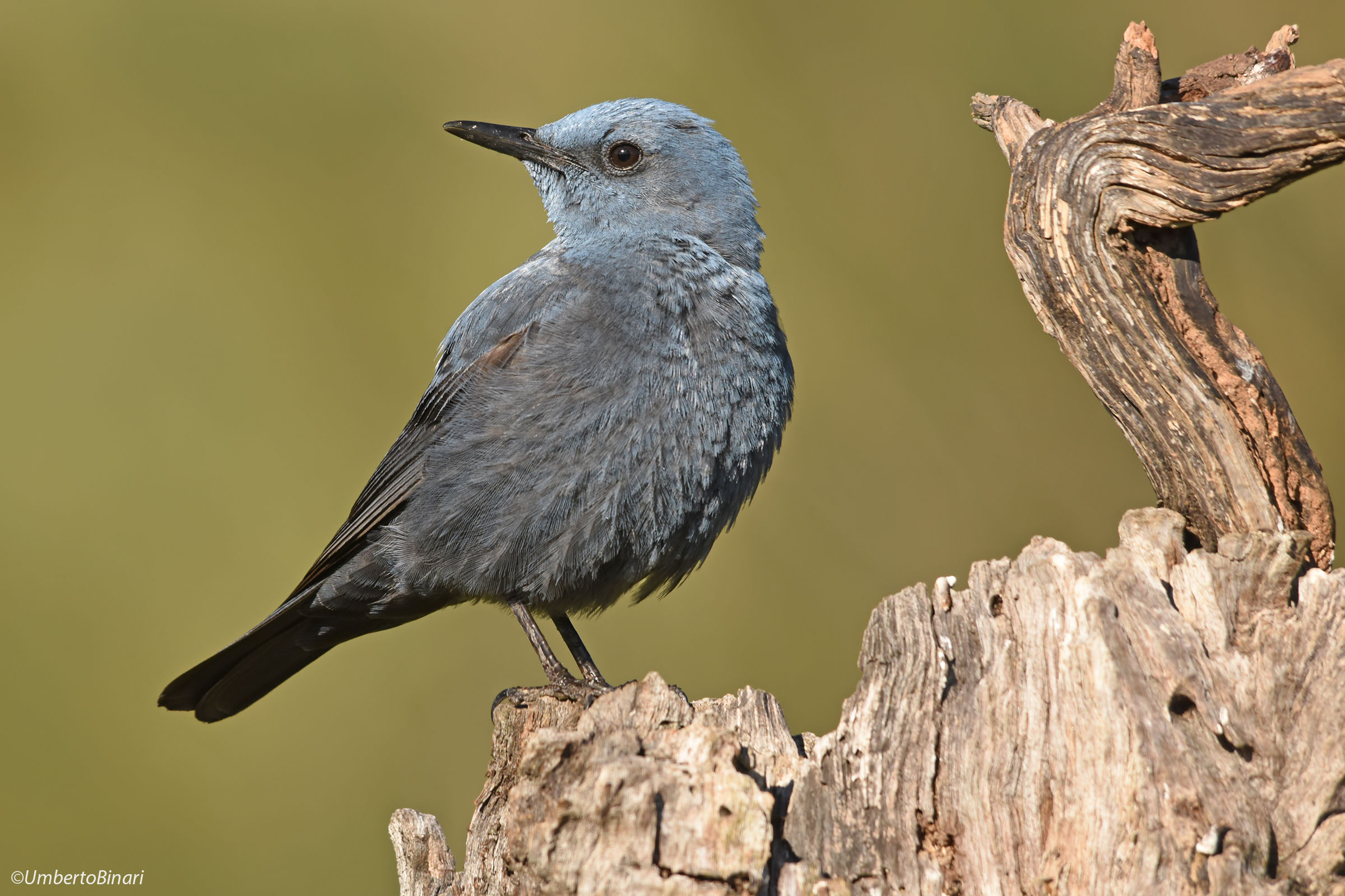 Blue Rock Thrush