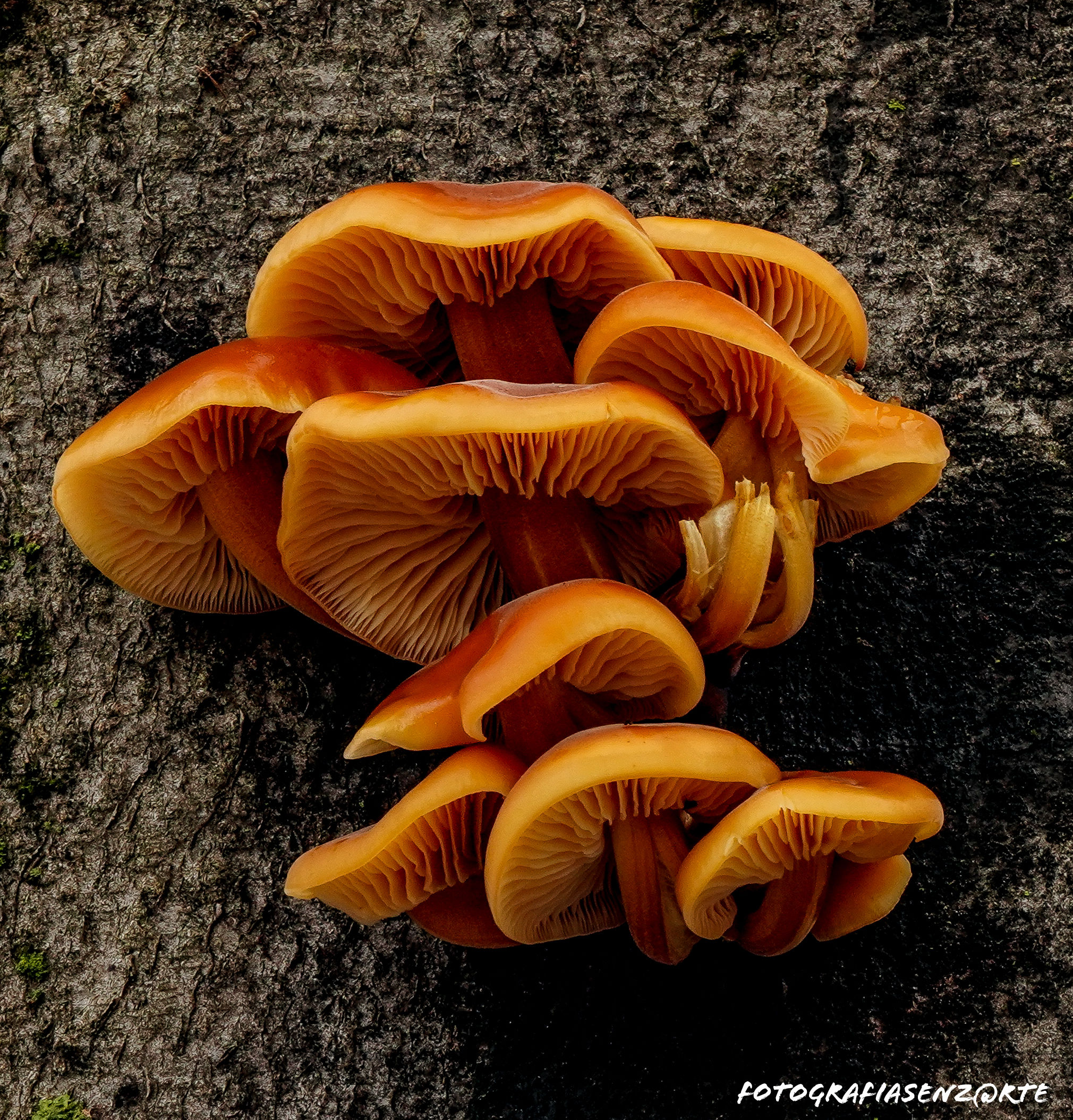 Funghi
