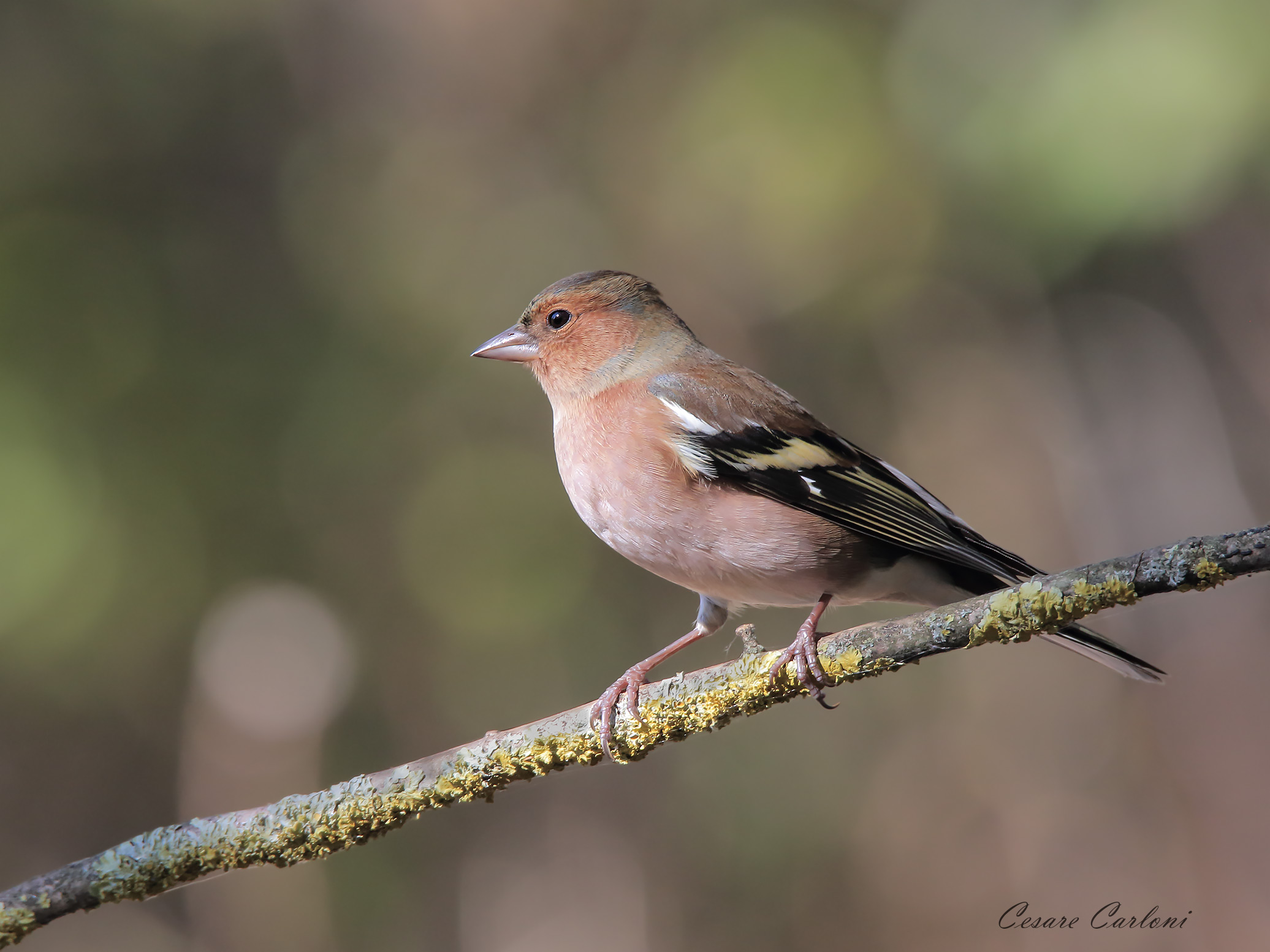 Fringuello (fringilla coelebs)