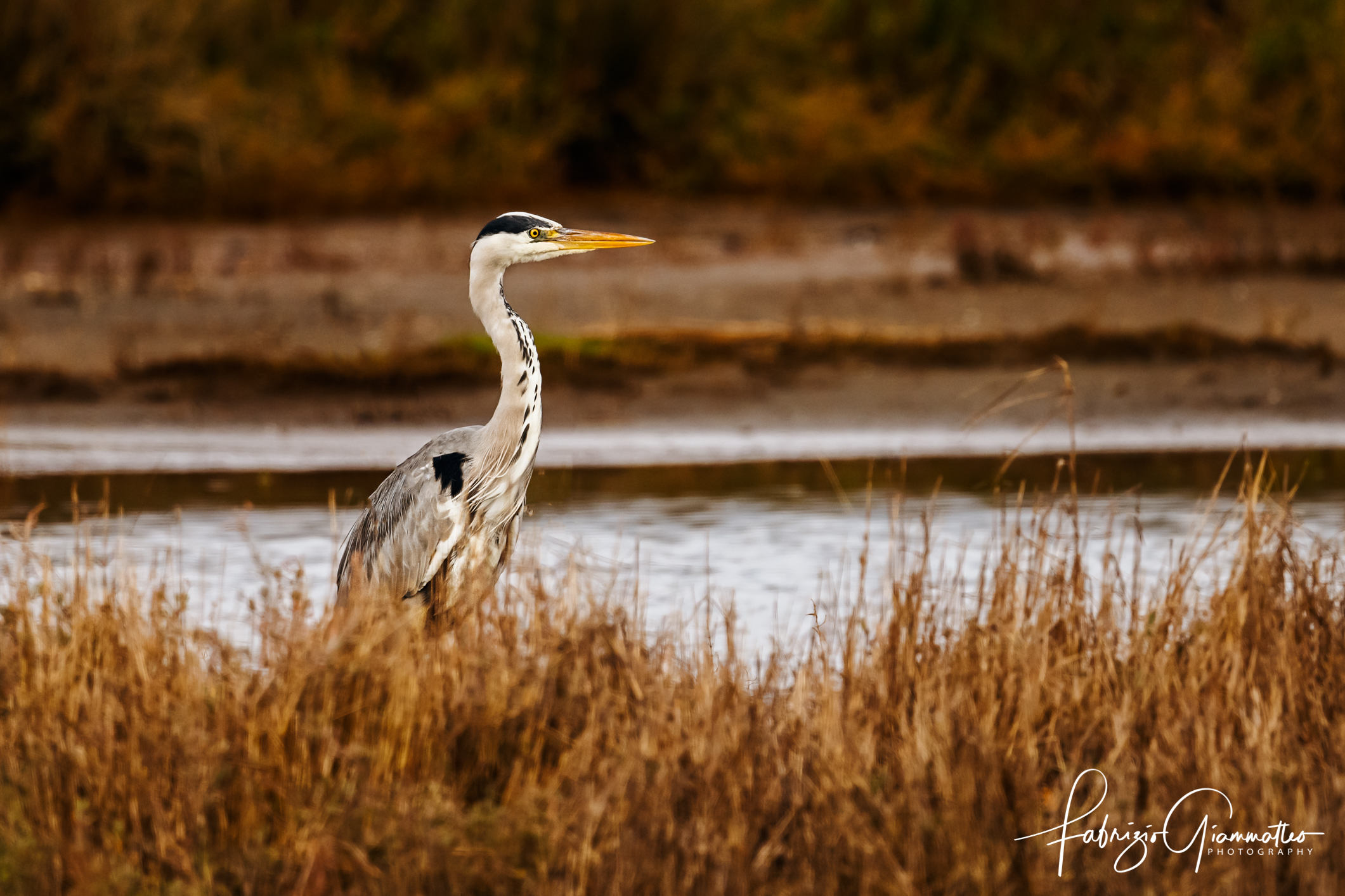 Oggi mi sono svegliato con la zampa storta