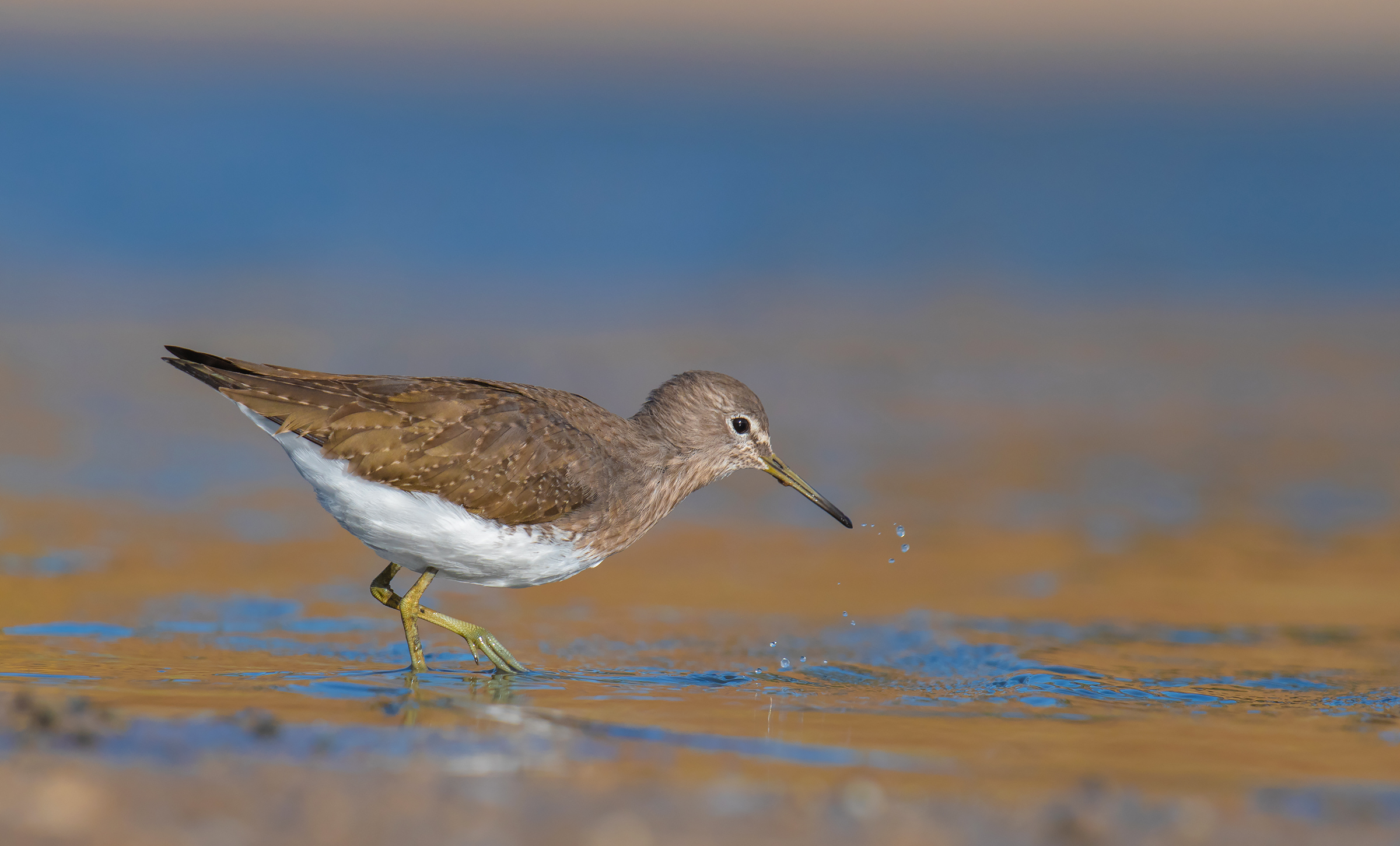 Sandpiper verde