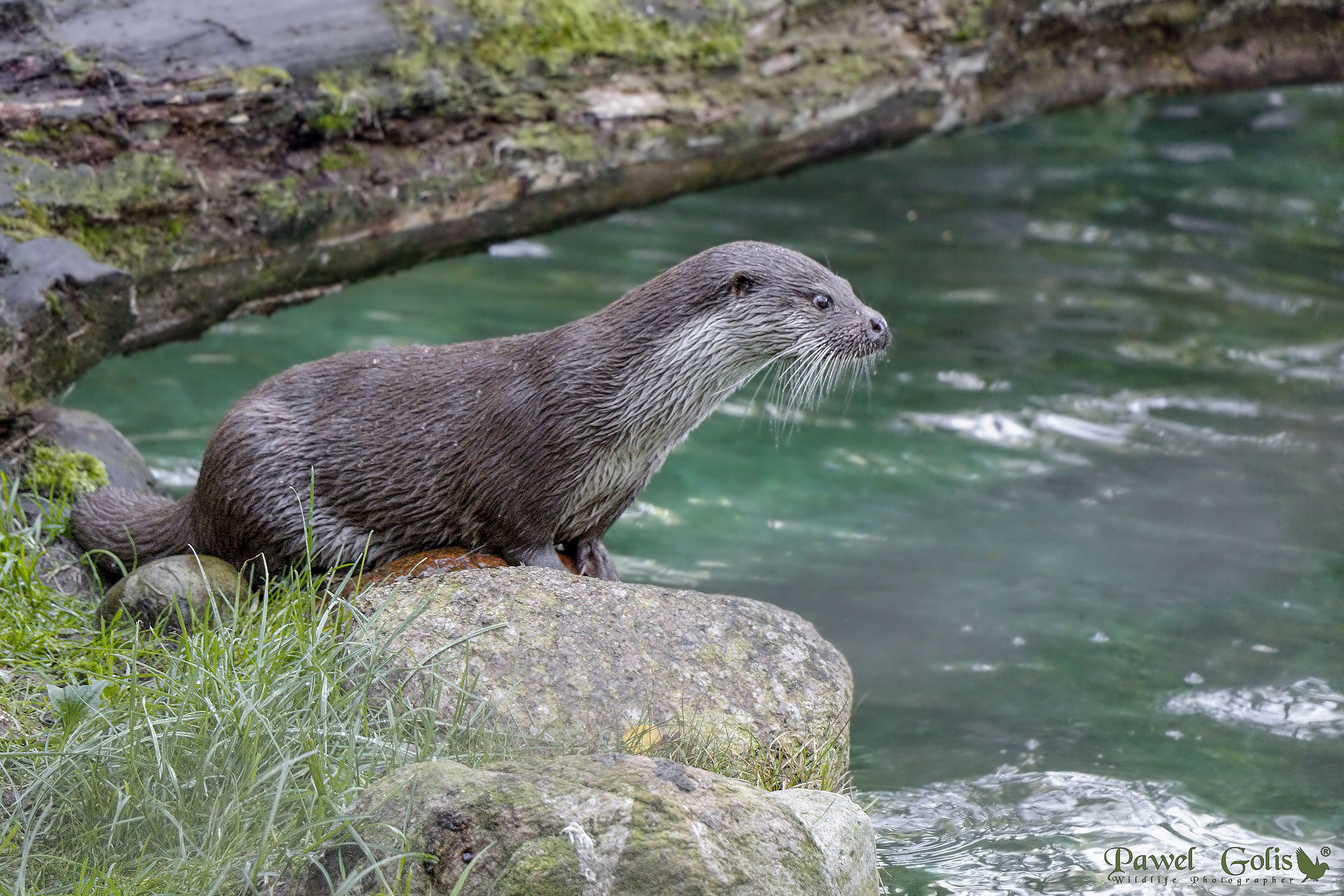 Otter