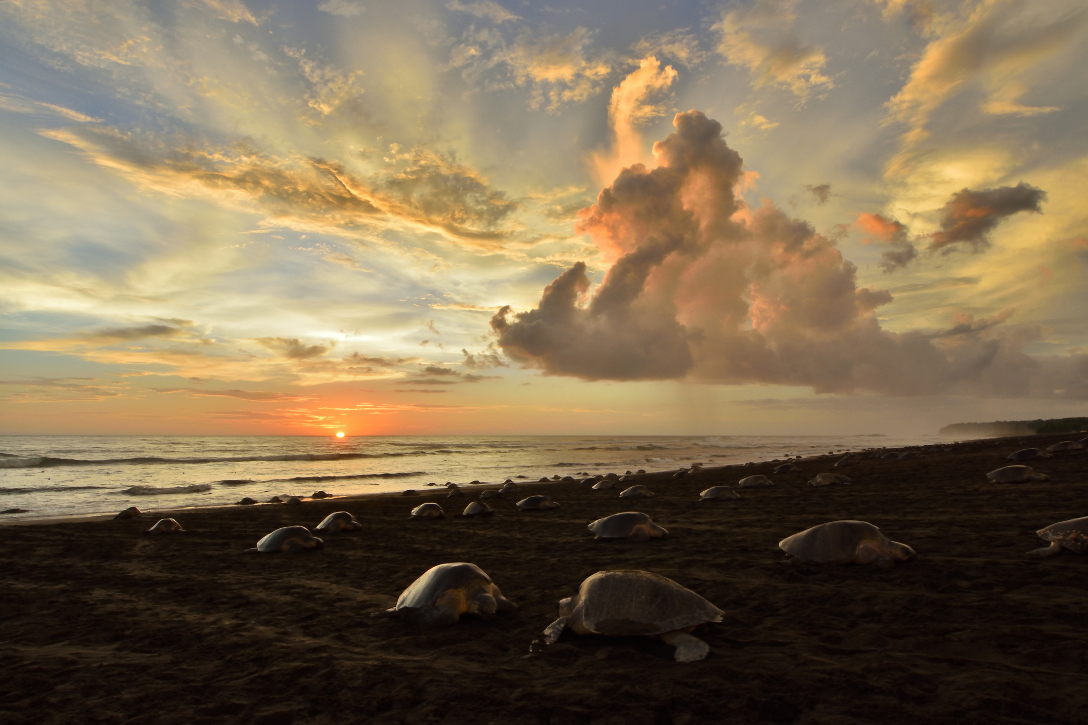 The invasion of turtles