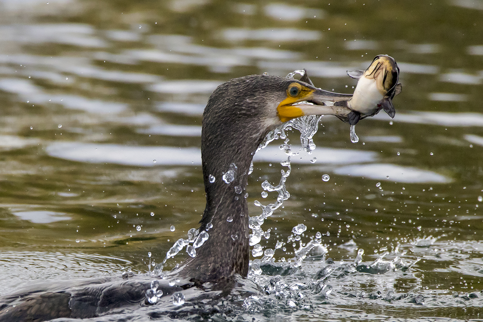 ti ho beccato baffone!