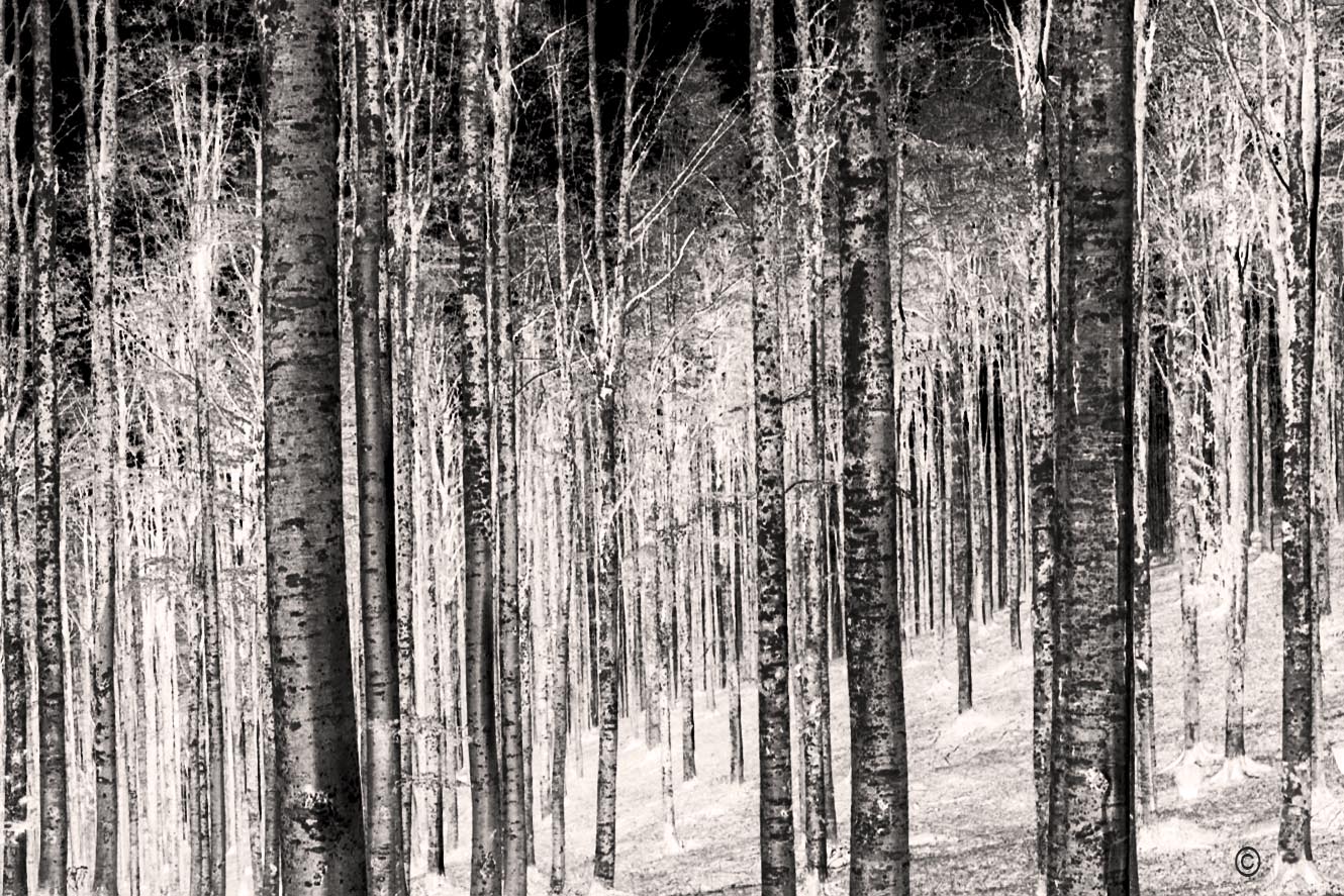 Betulle in Cansiglio