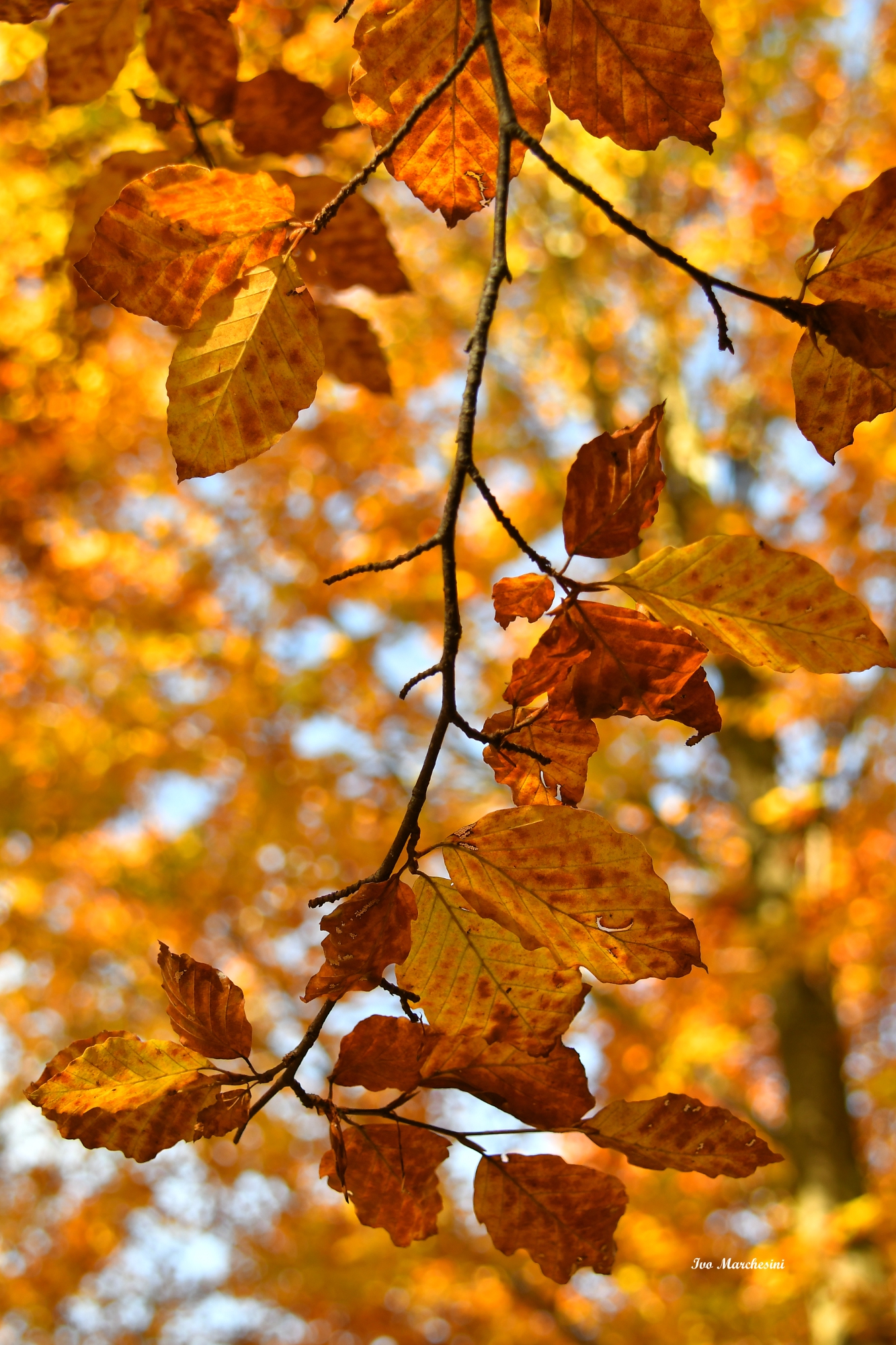 i colori dell'autunno