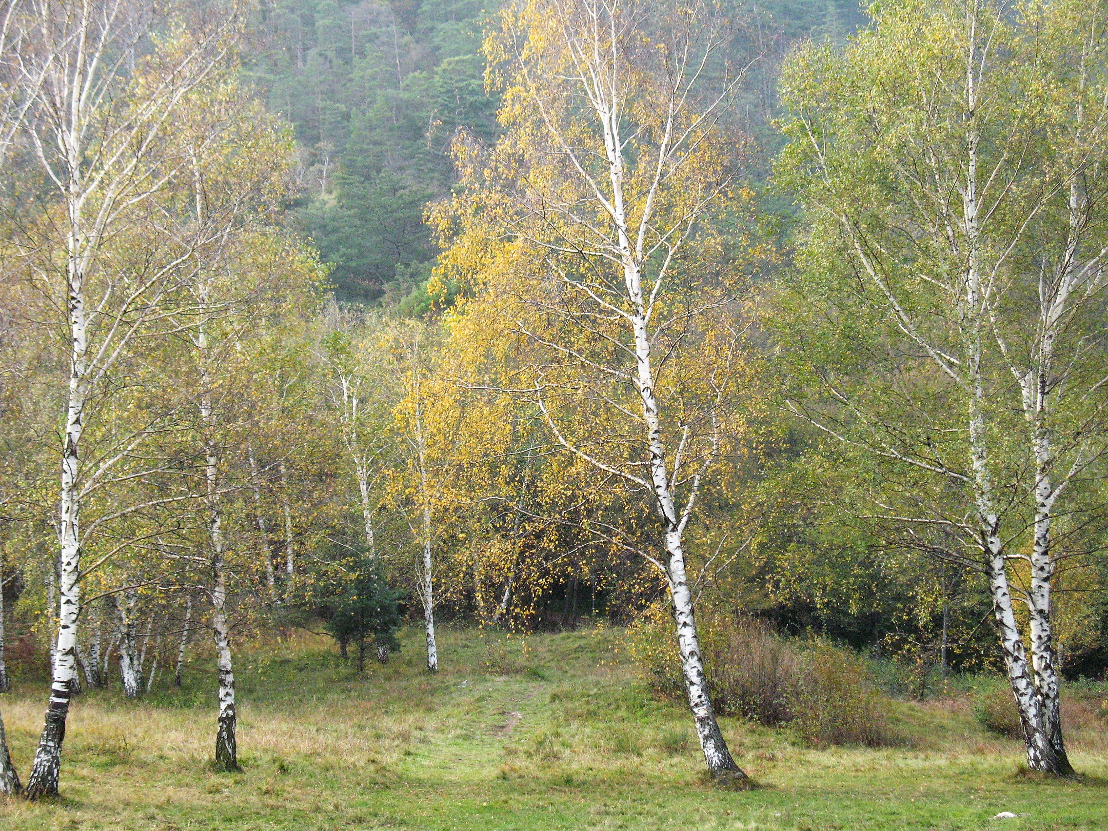 Birch in Autumn