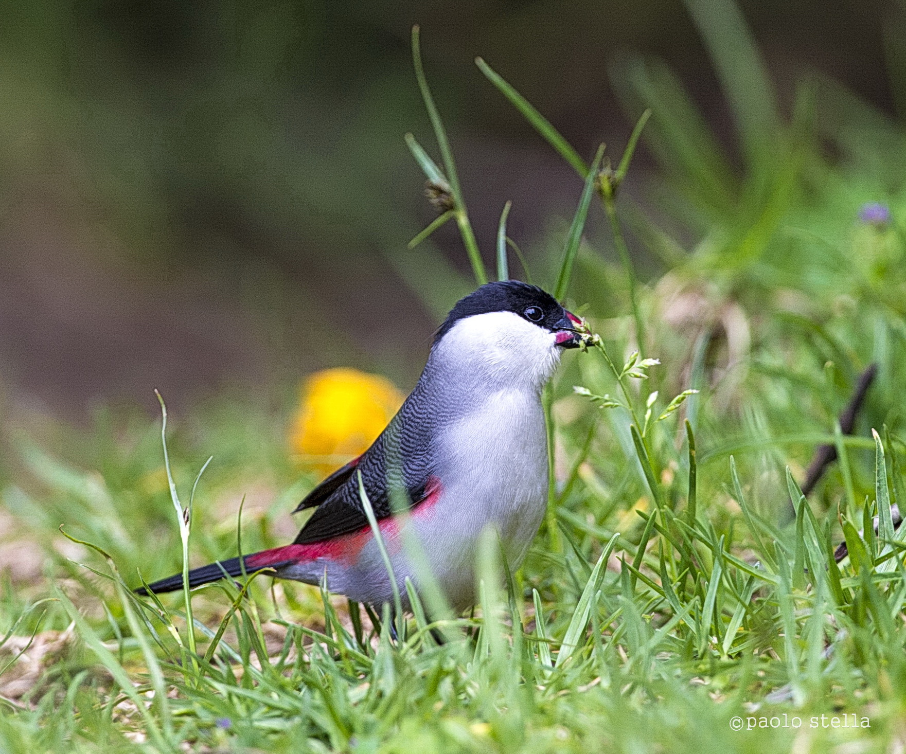 black-crowned waxbill