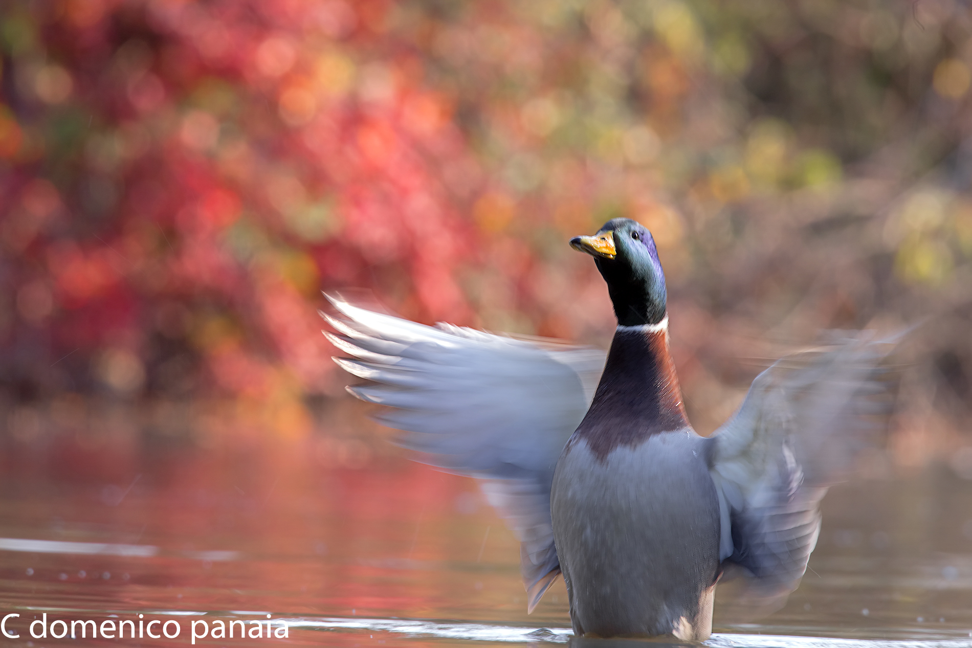 Micromove but the place