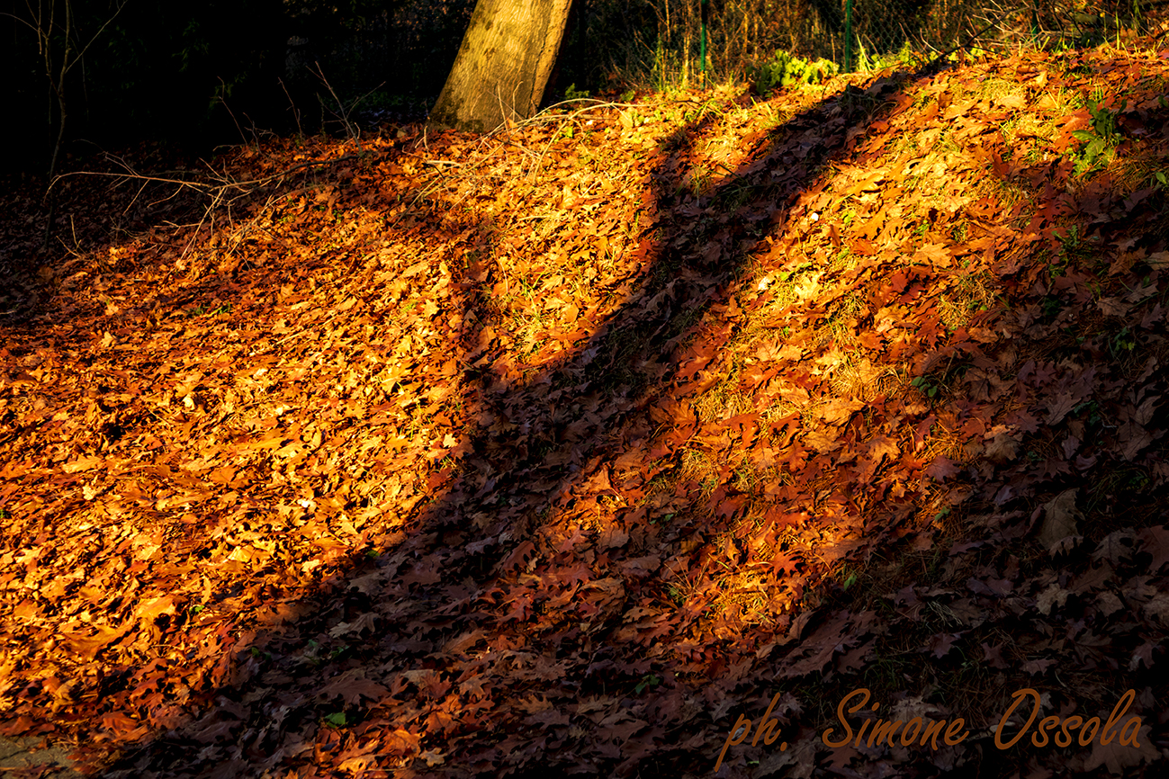 Ombra di autunno