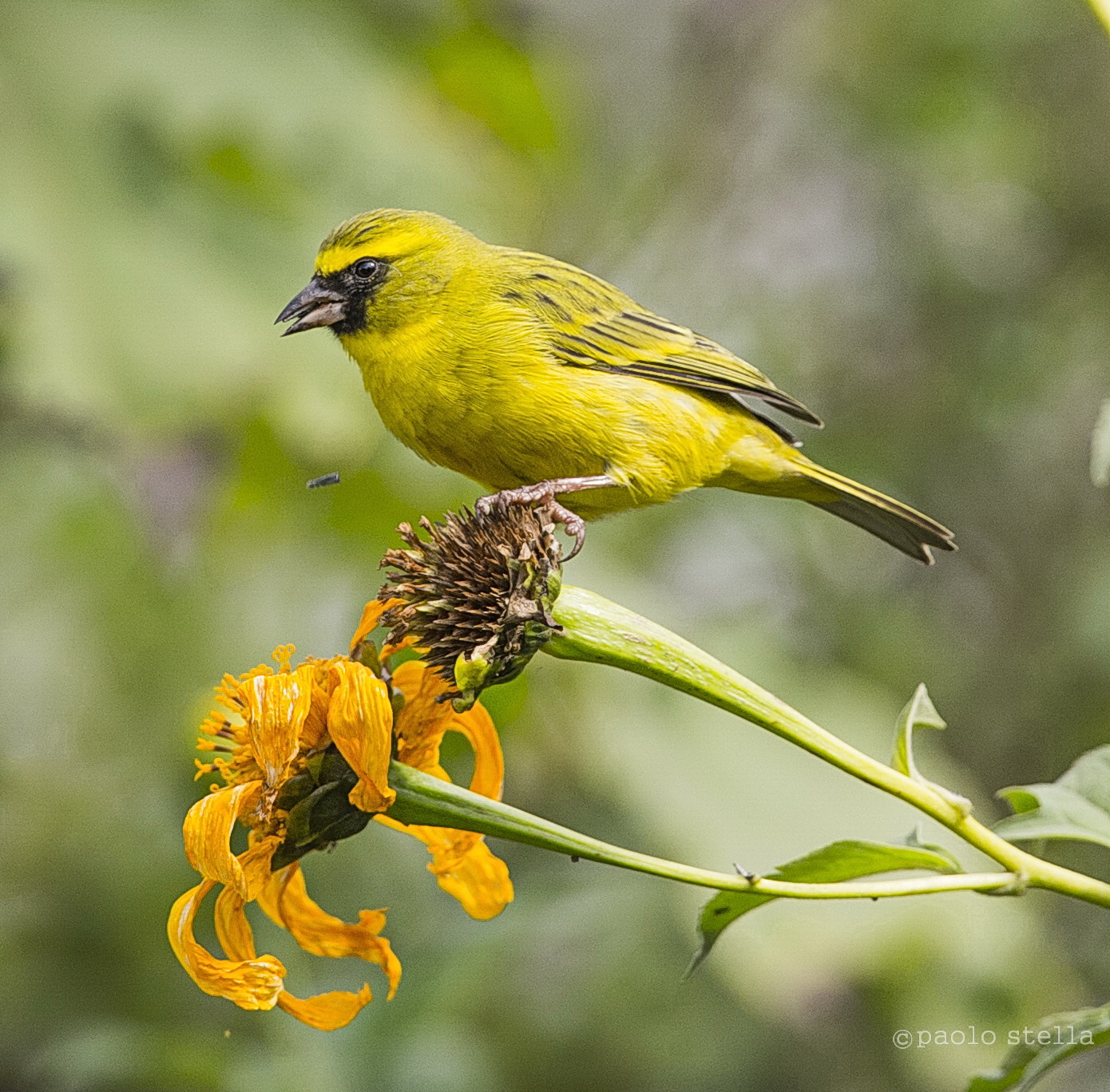 canary on the flower