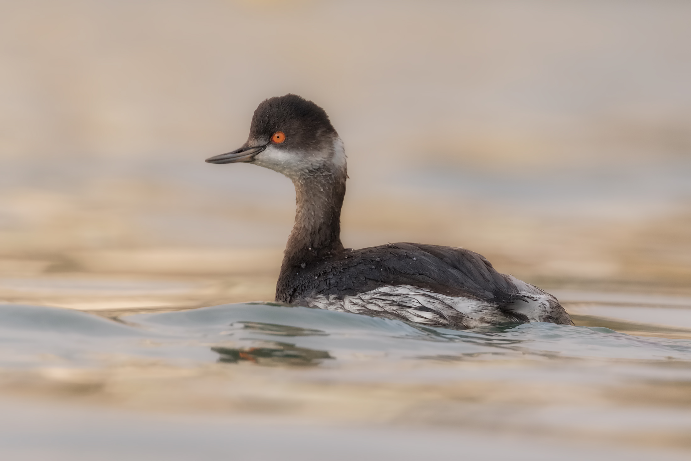 Small Grebe