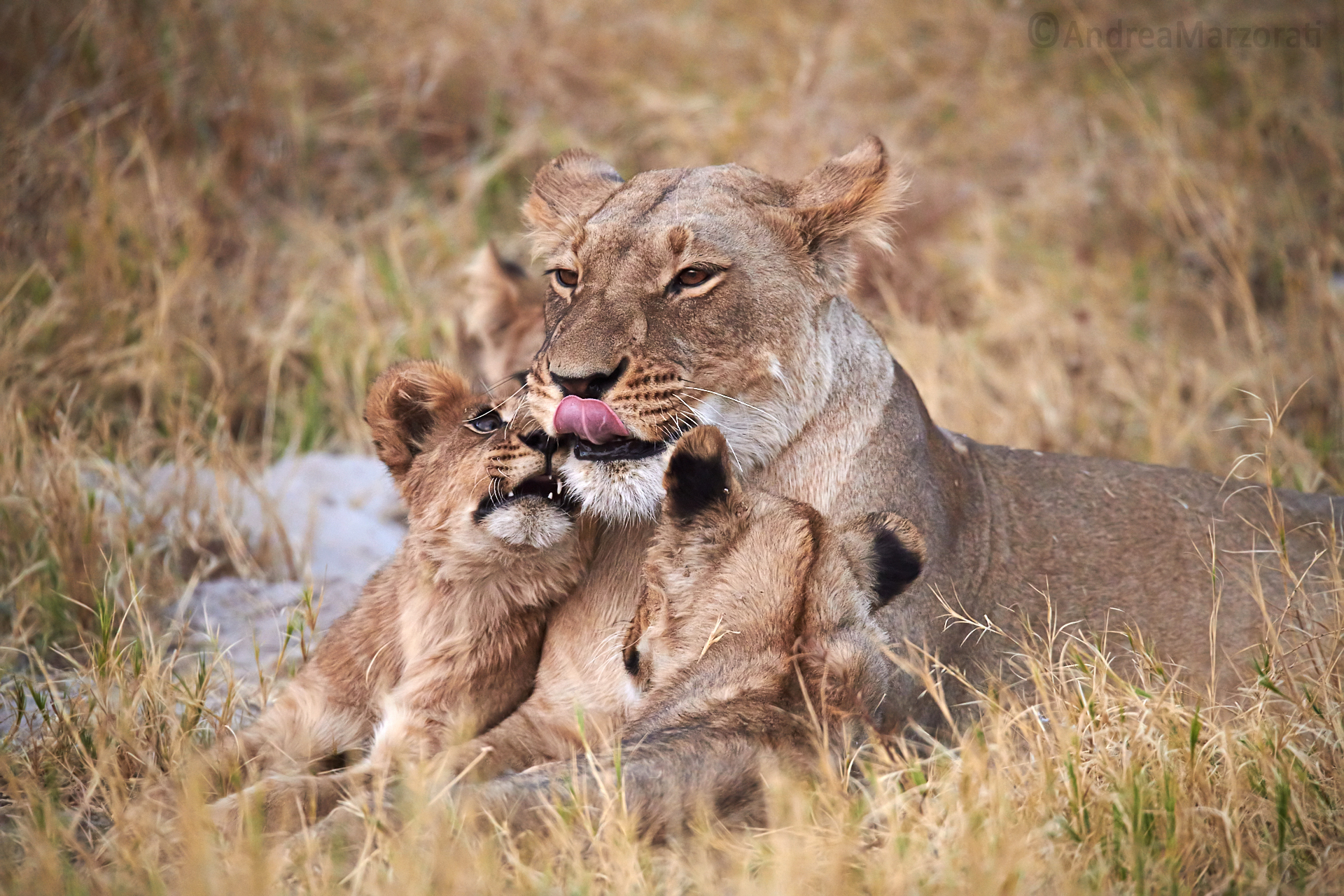 Lioness and Puppies