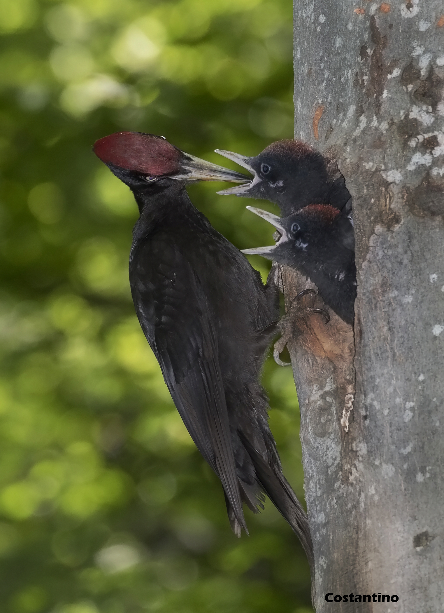 Black Woodpeckers ((Dryocopus Martius)
