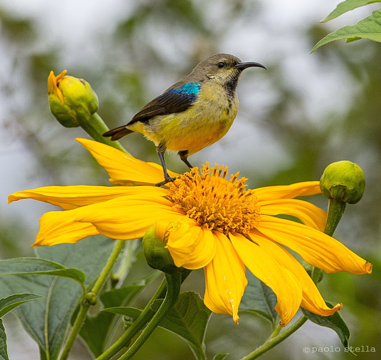 sunbird