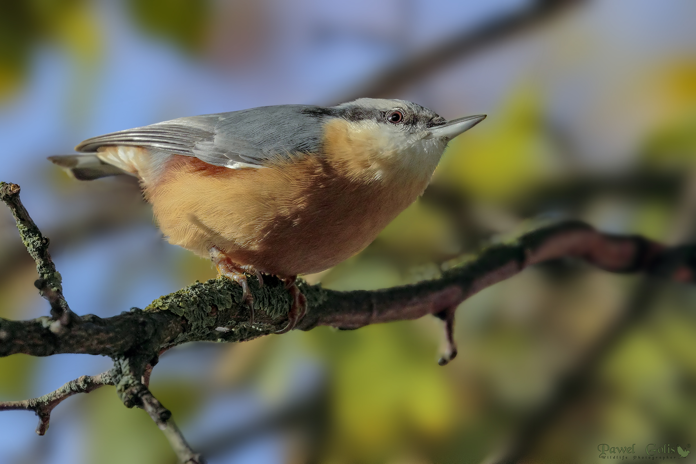 Picchio muratore (Sitta europaea)