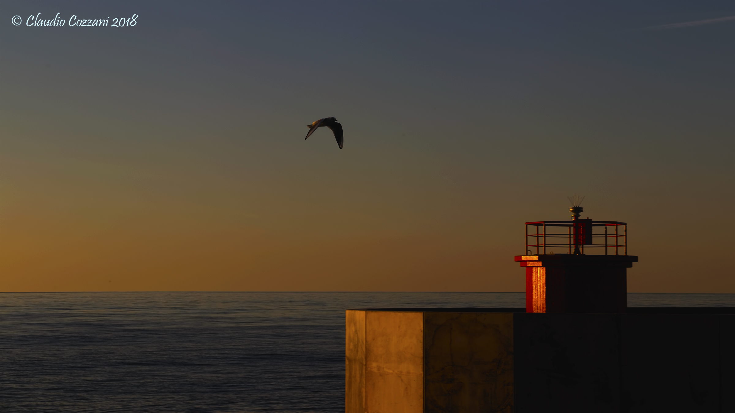A flutter of wings in the sunset