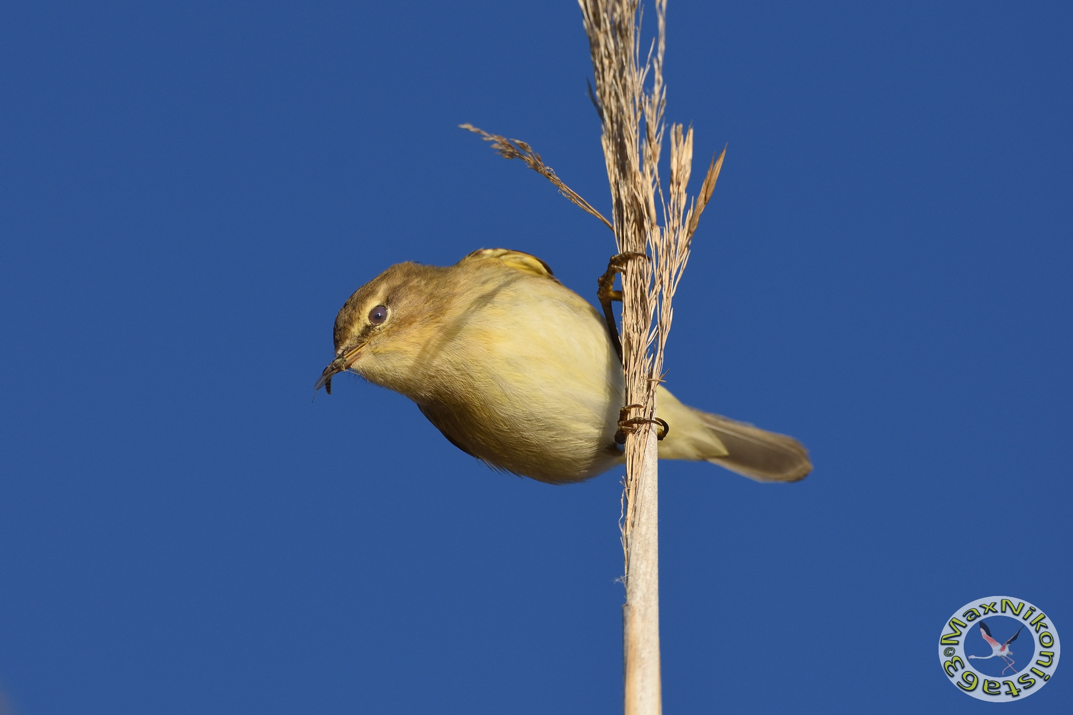 Small game with prey