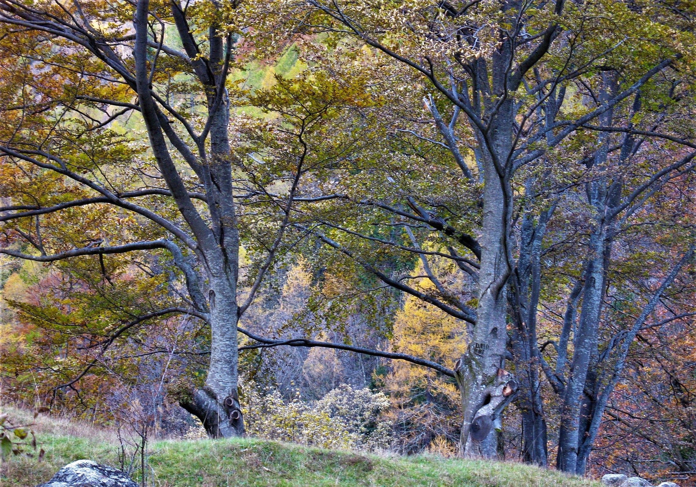 Beech trees in Autumn