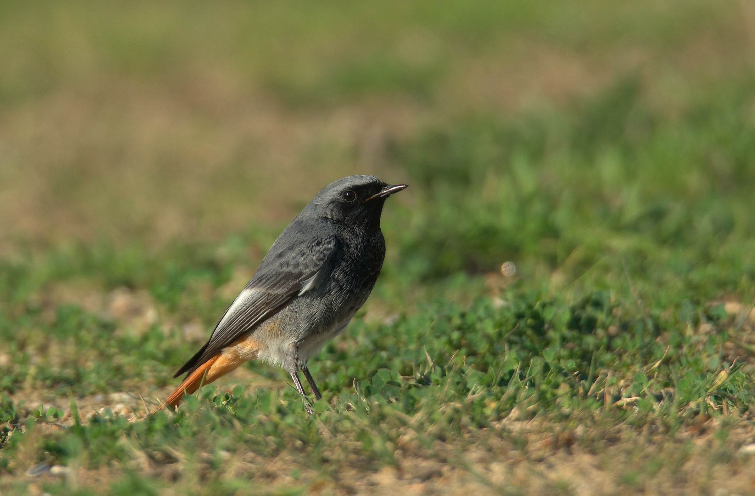 Codirosso spazzacamino