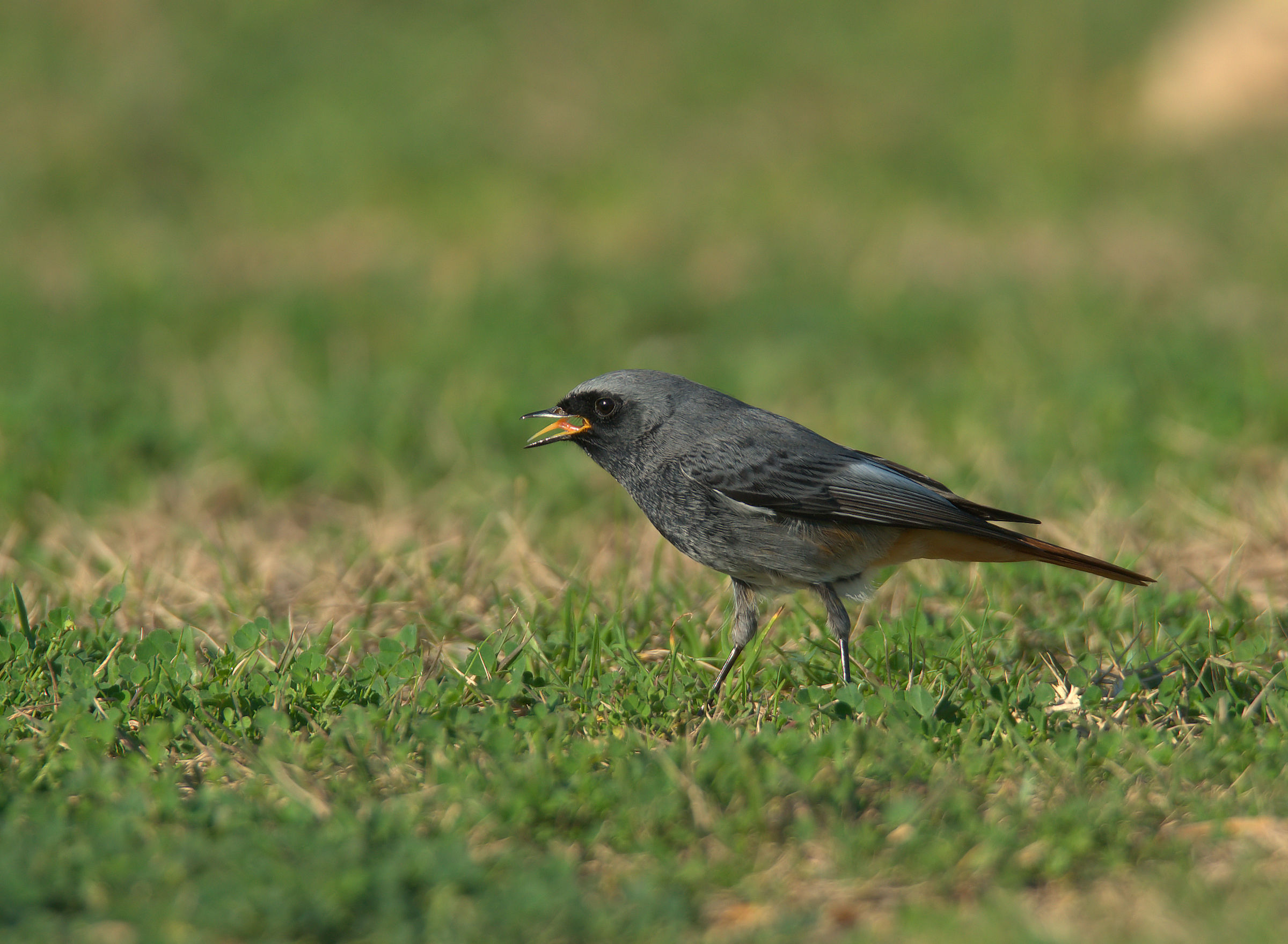 Codirosso spazzacamino