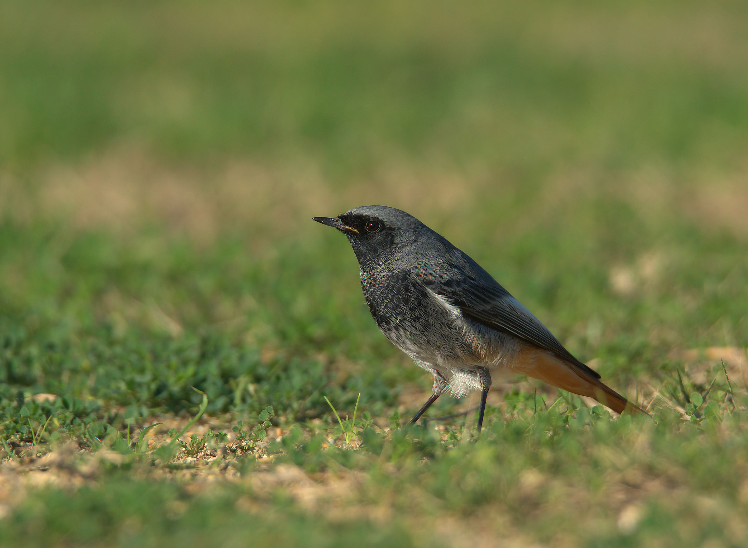Codirosso spazzacamino