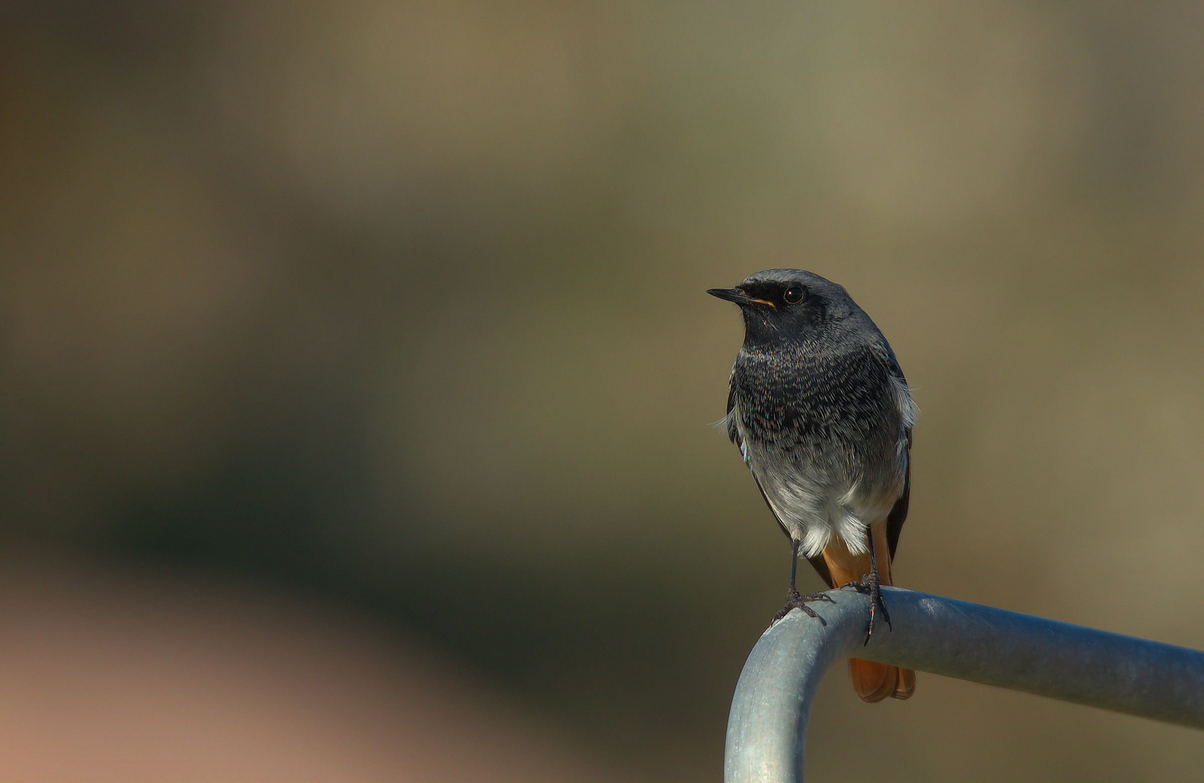 Codirosso spazzacamino