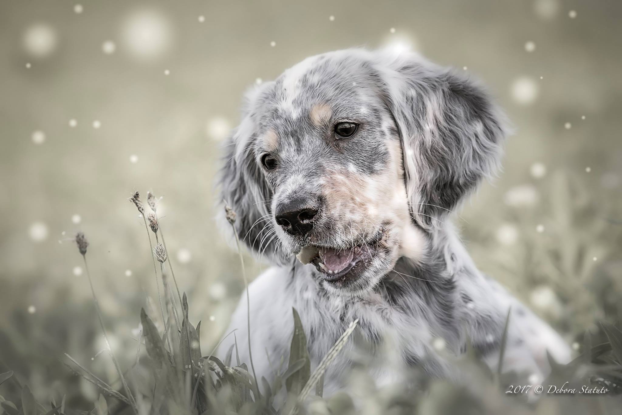 wainting for winter ......