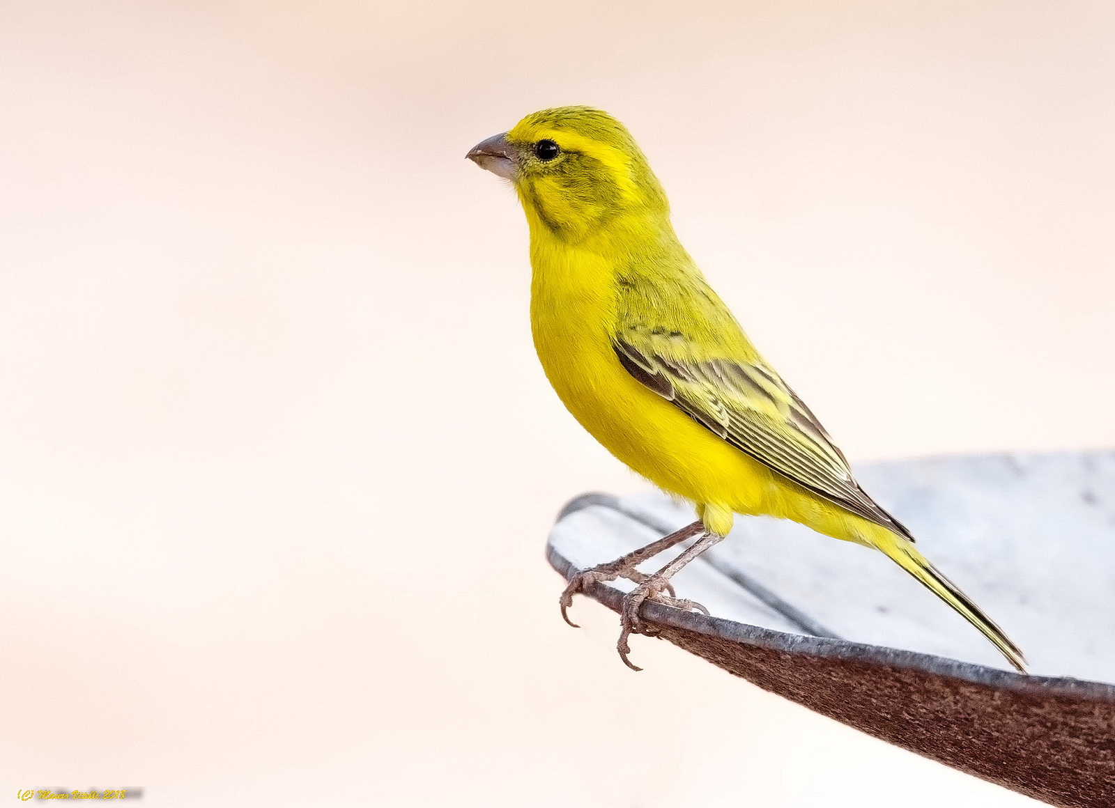 Yellow Canary (Crithagra flaviventris)