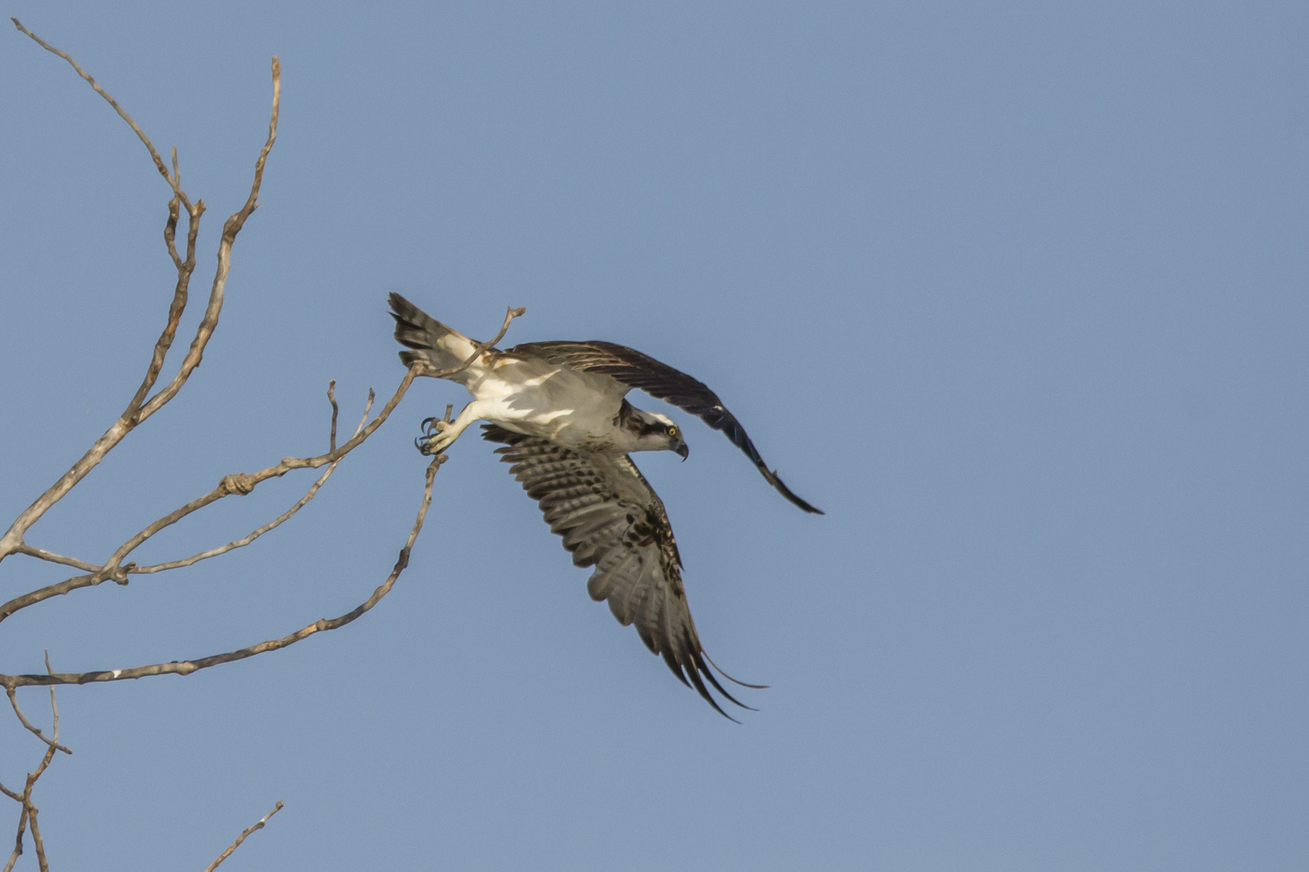 Falco Pescatore...lo stacco