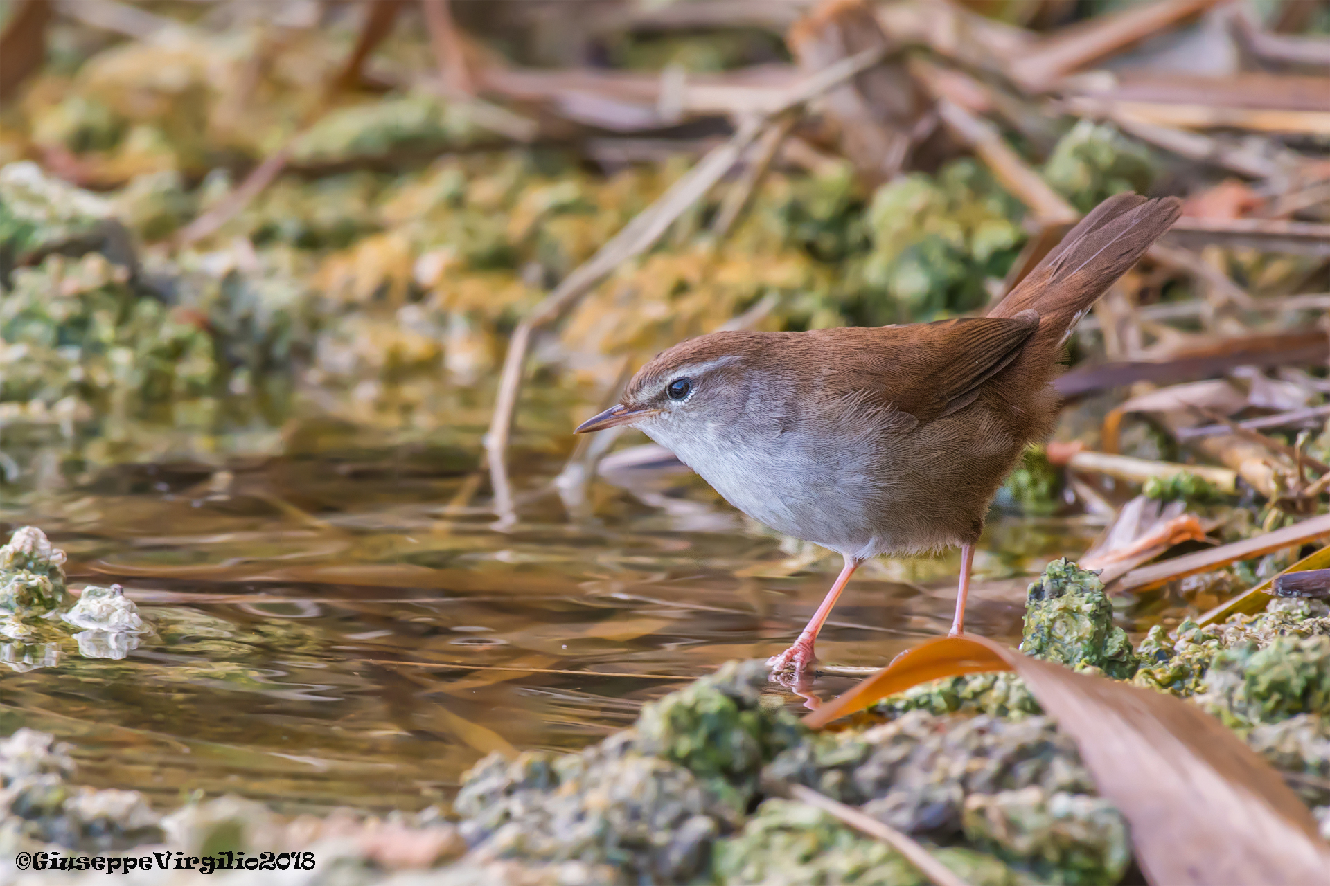 Usignolo di fiumee: Cettia cetti (Nord Sardegna 2018)