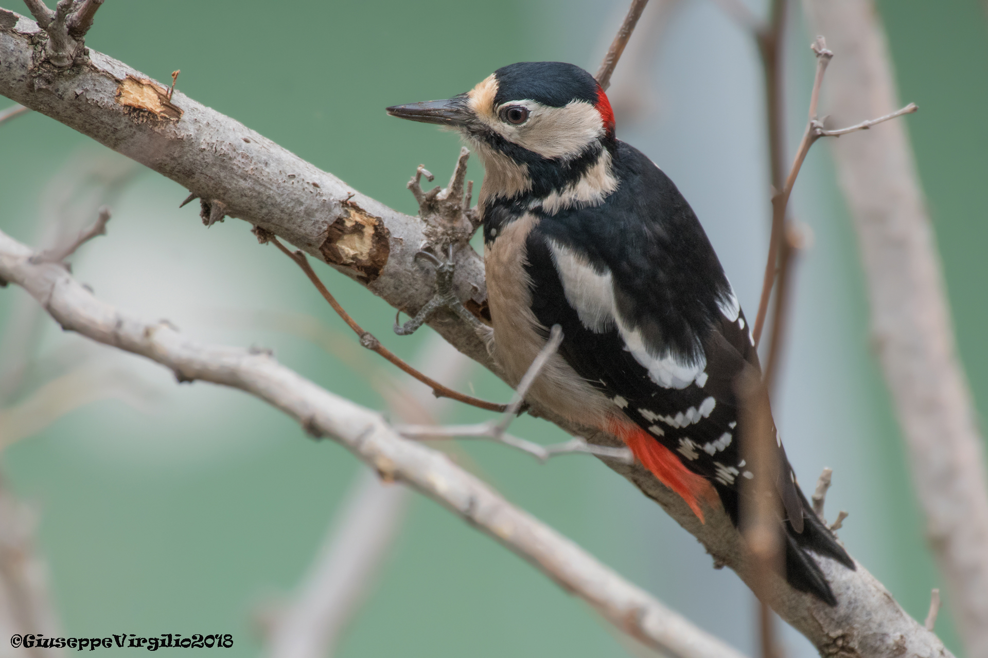 Picchio rosso magggiore  (Nord Sardegna 2018)