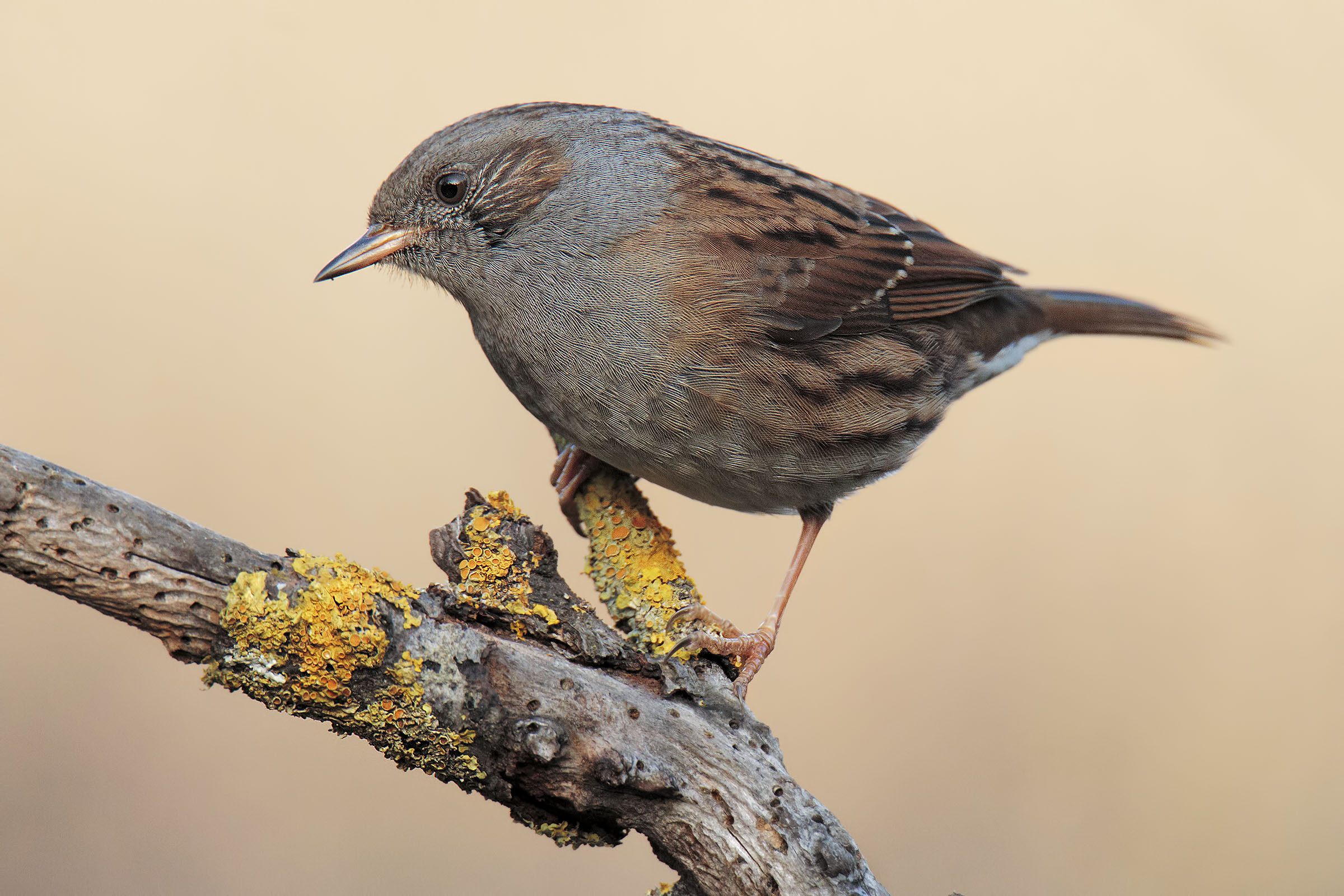 Passera Dunnock