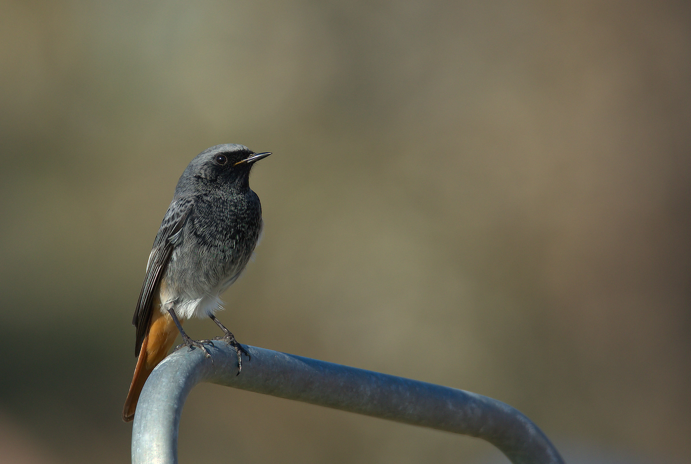 Codirosso spazzacamino