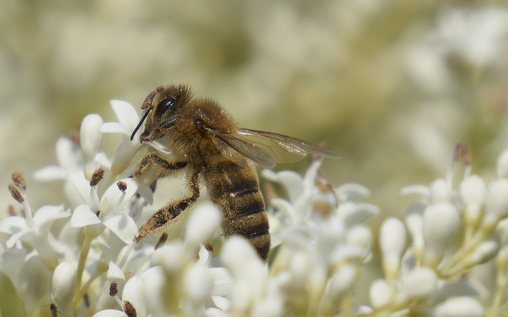 Bee on Boxwood Flowers-2018-05