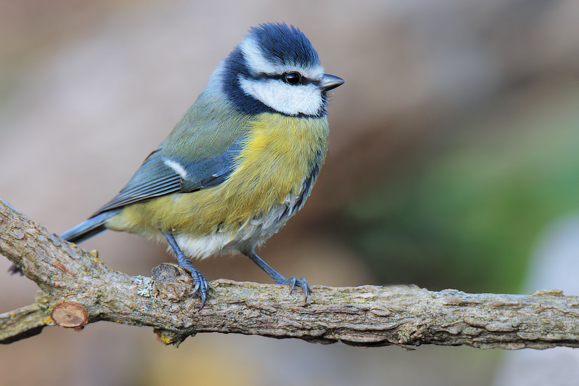 Cinciarella After bathing
