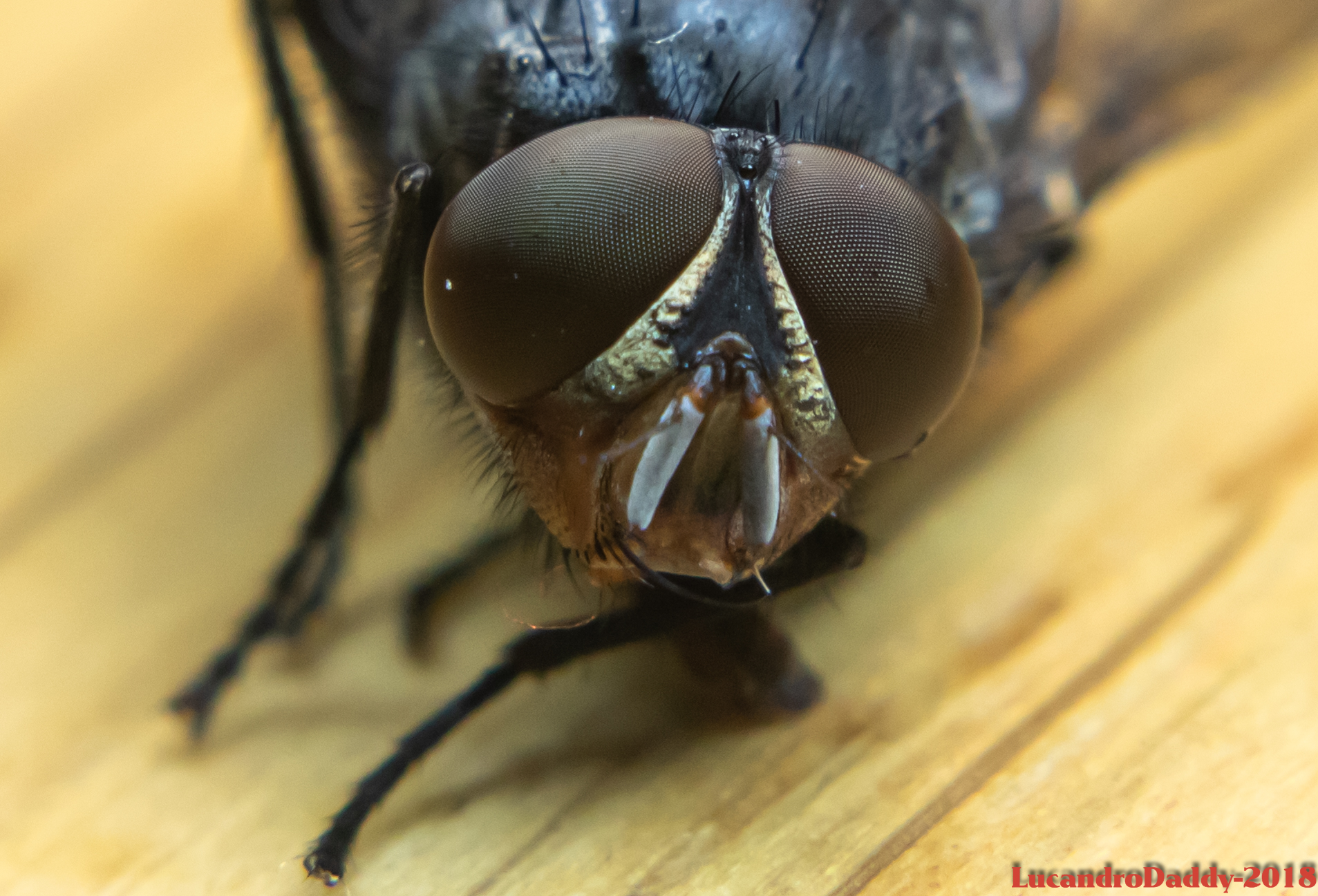 Tormenting the sight