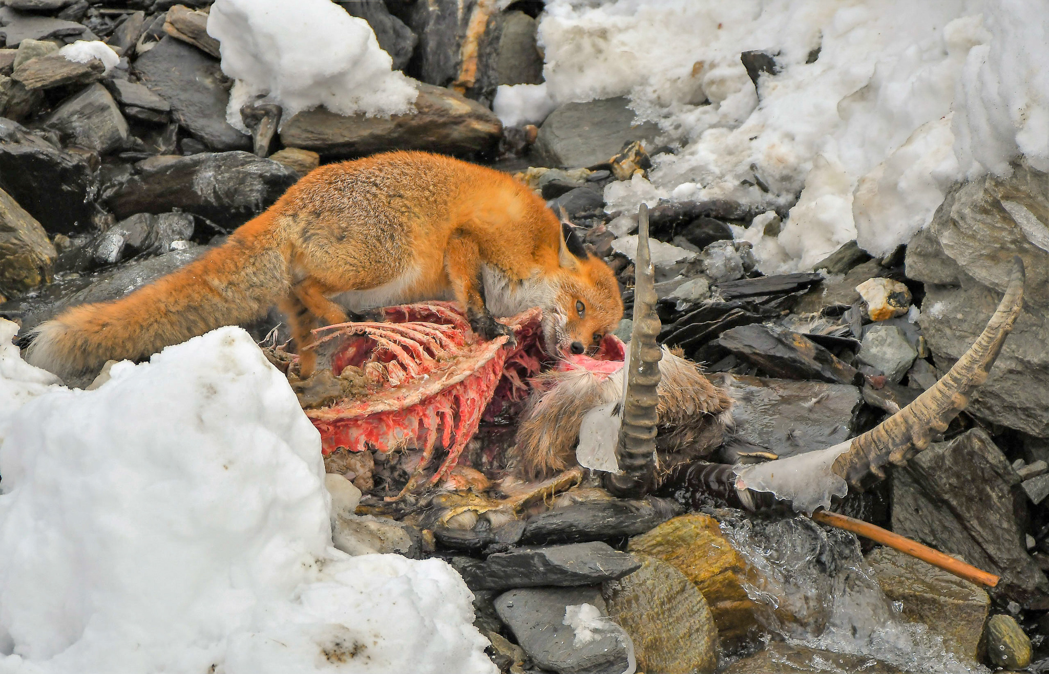 Destino della natura