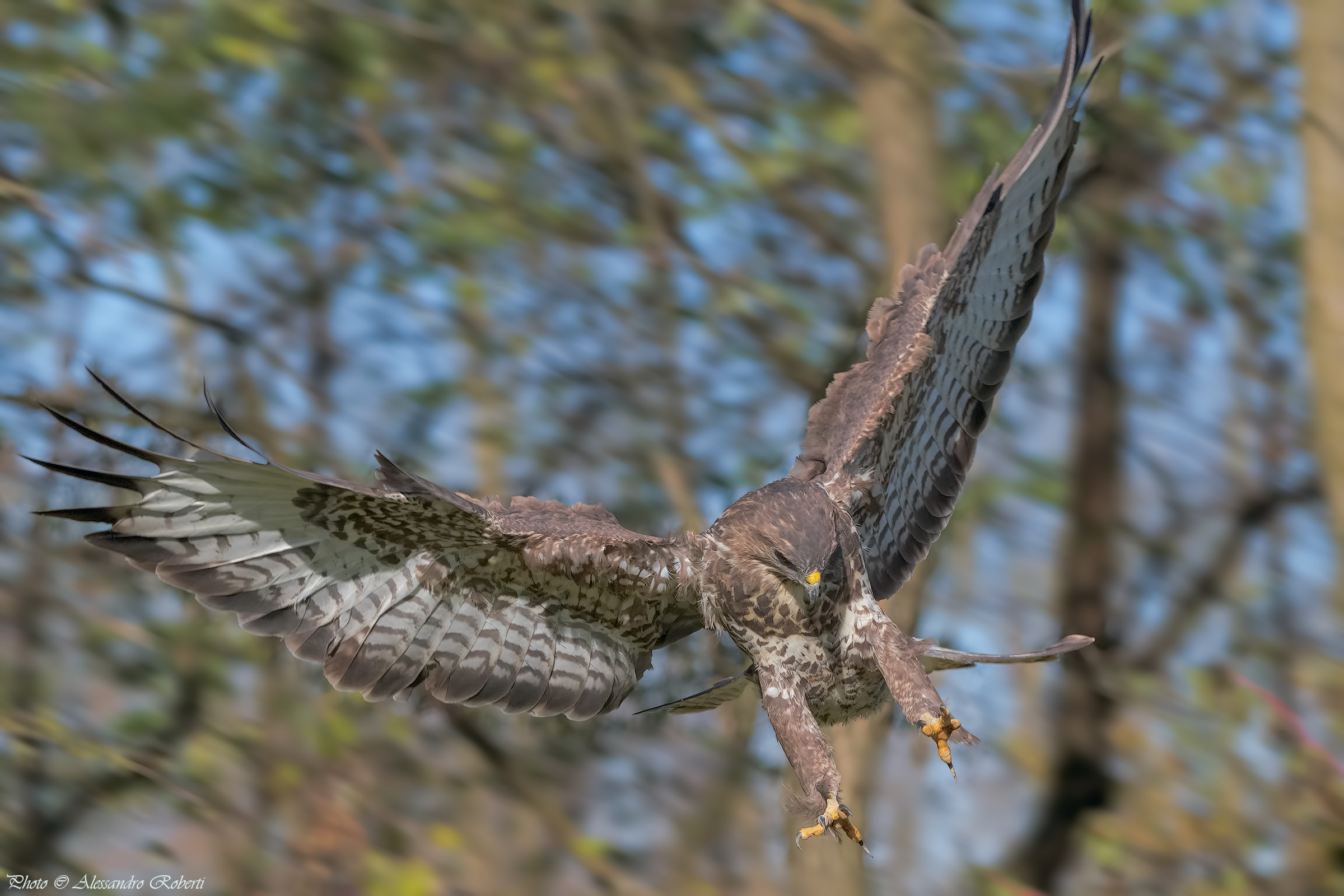 "The Queen" Buzzard (Buteo buteo)