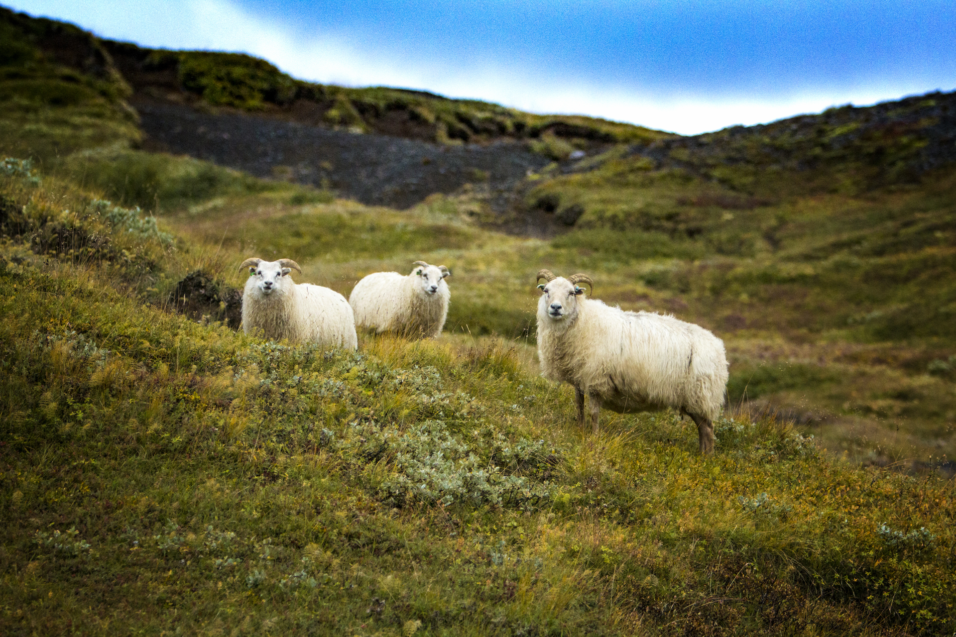 Free... but with GPS