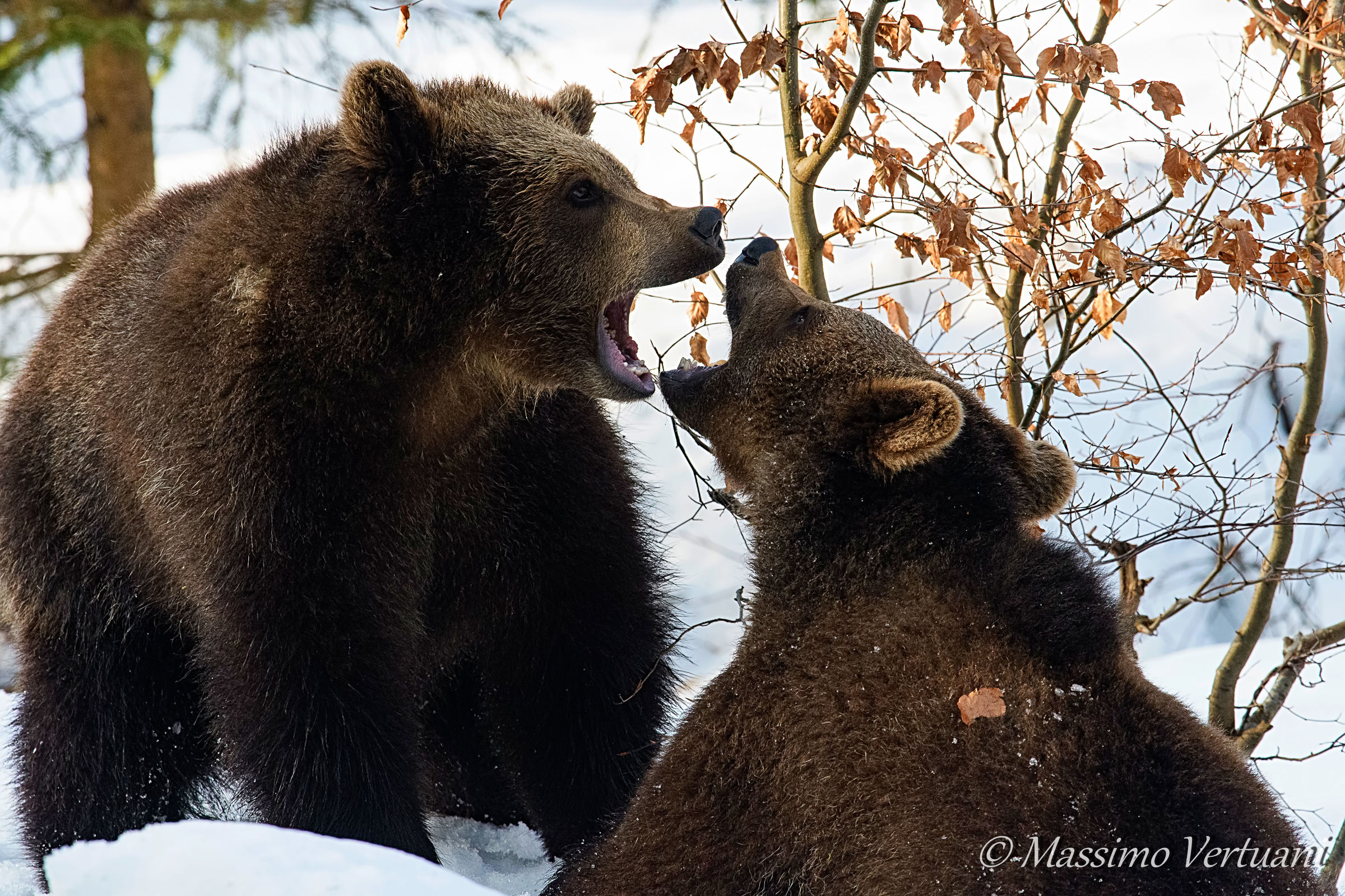 Giochi sulla neve al  "Bayerischer Wald Nationalpark&qu...