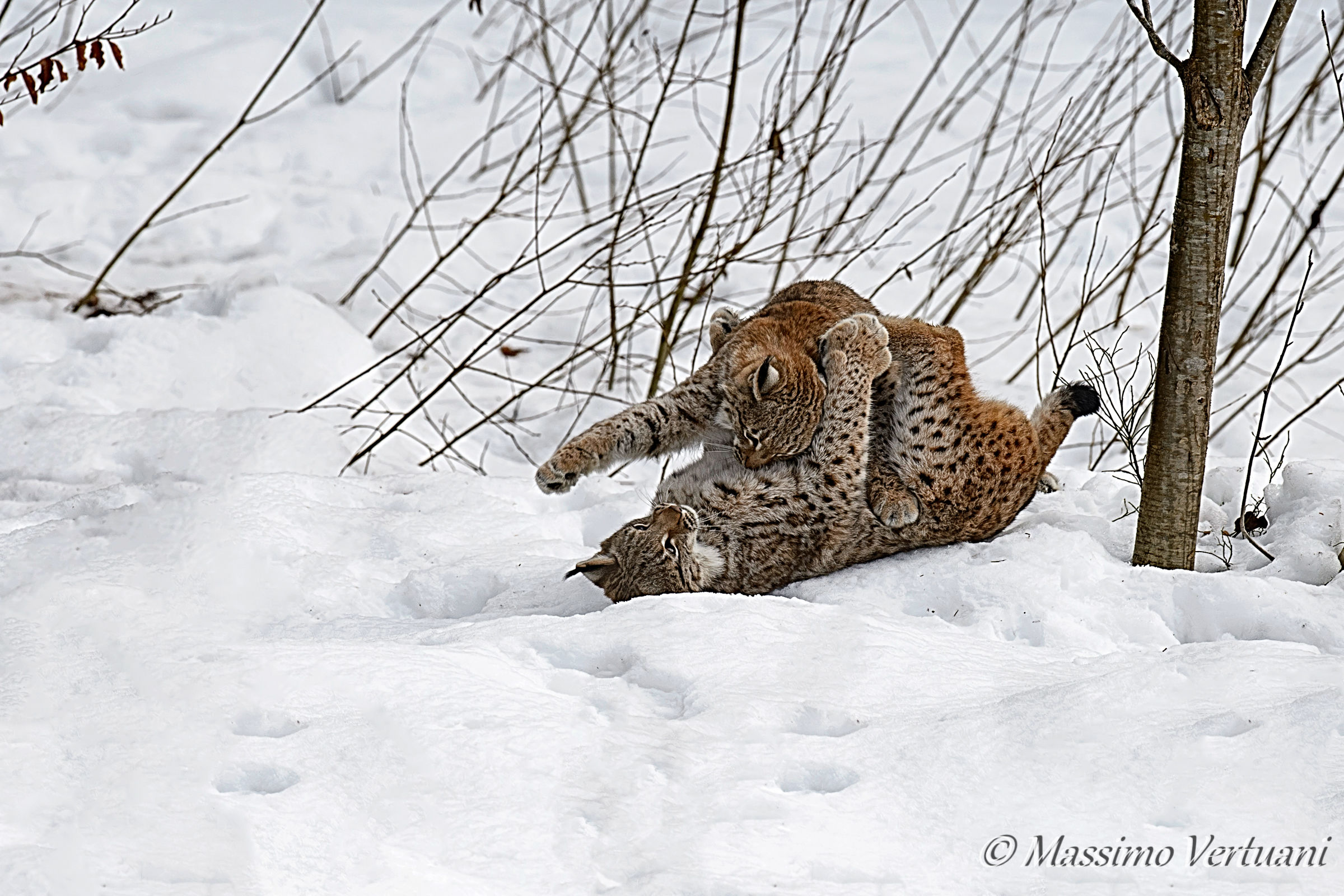 Giochi sulla neve al  "Bayerischer Wald Nationalpark&qu...