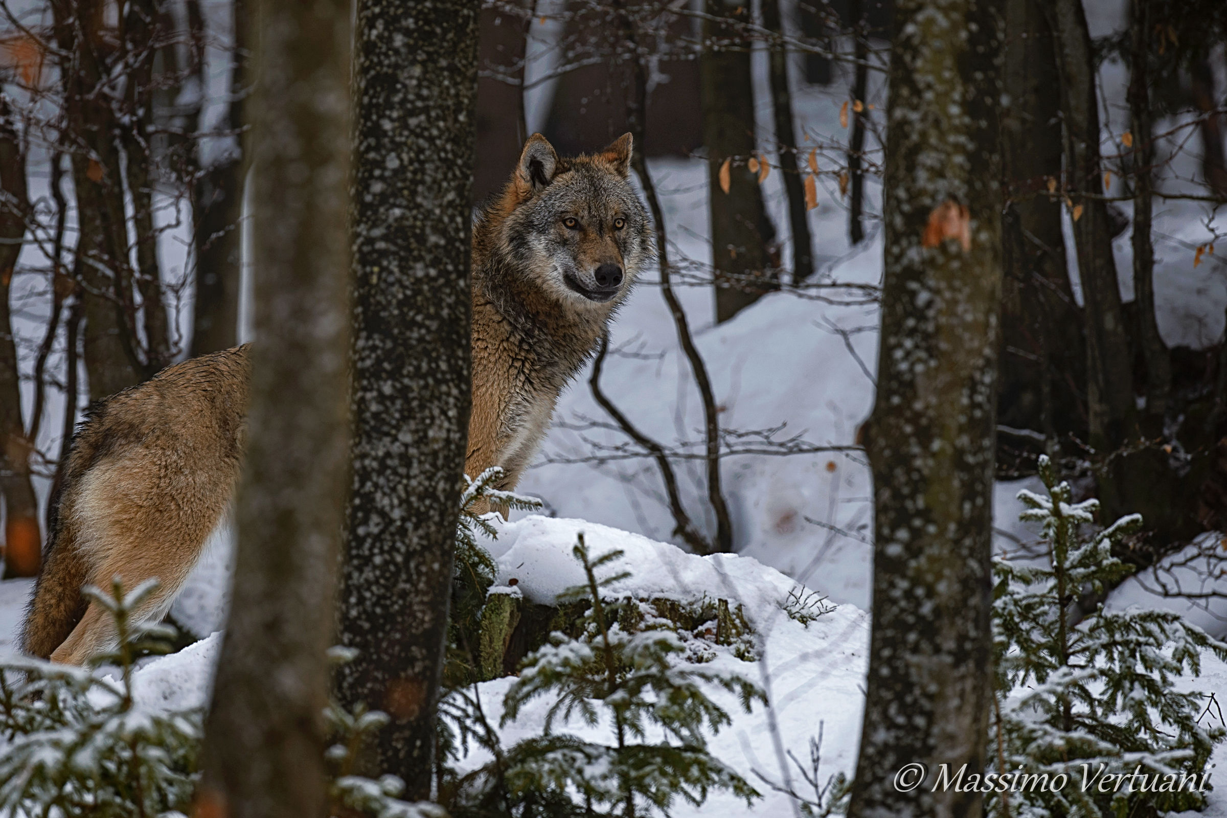 "Bayerischer Wald Nationalpark"