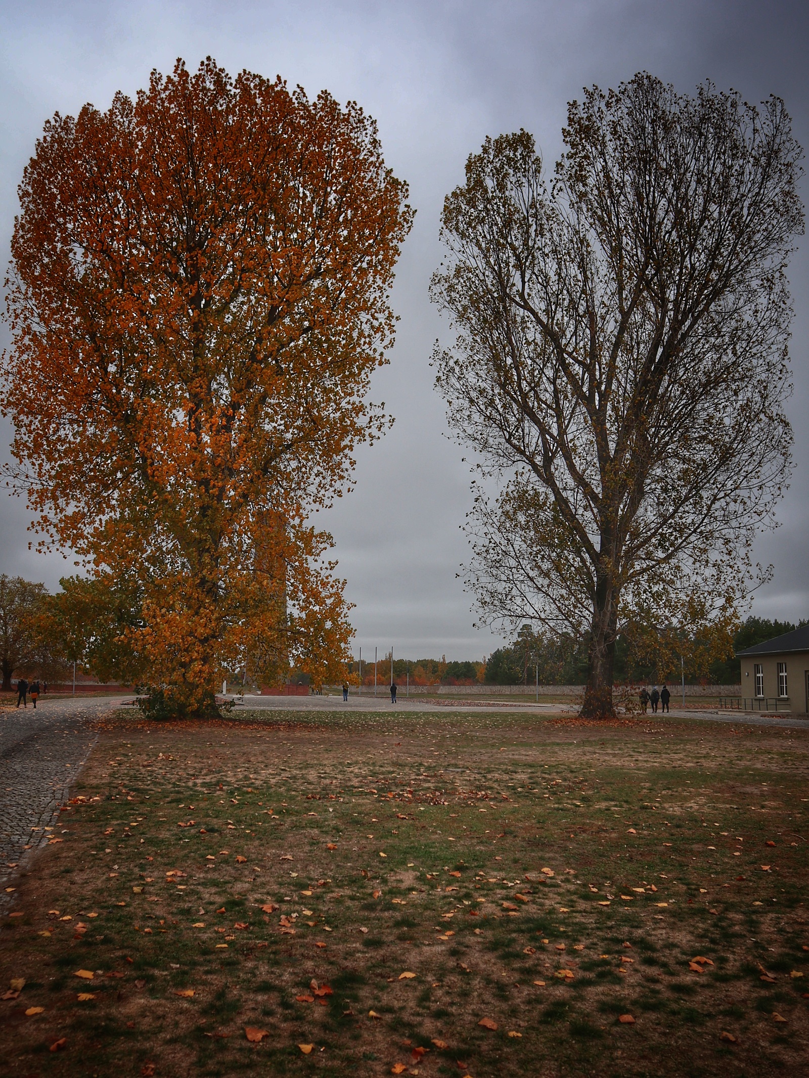 Brothers Trees