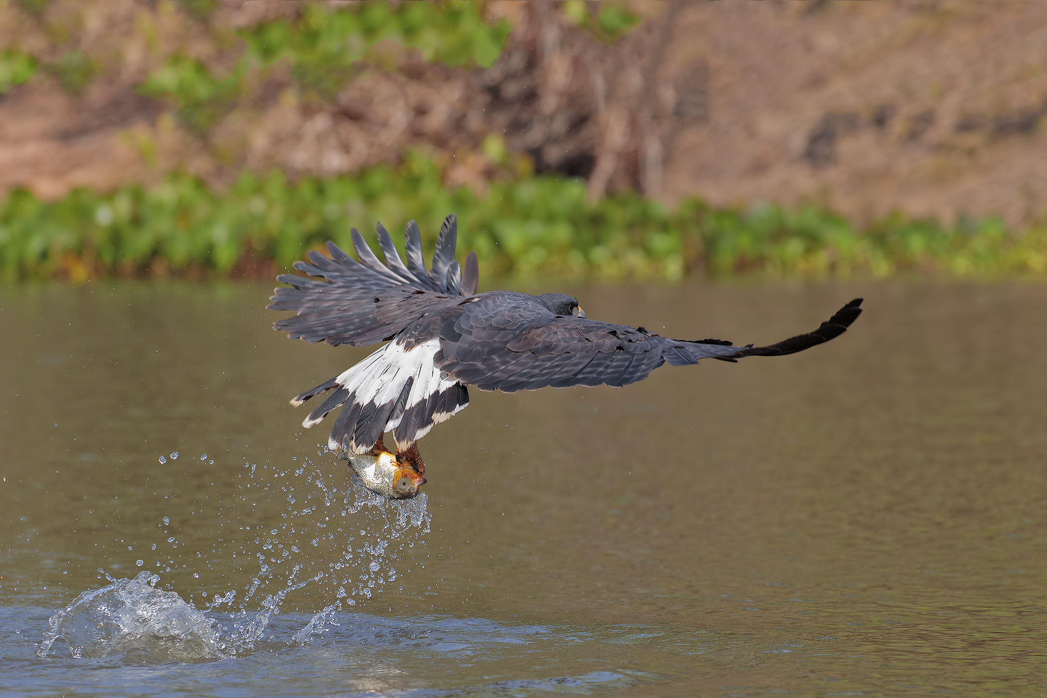Nibbio delle Everglades
