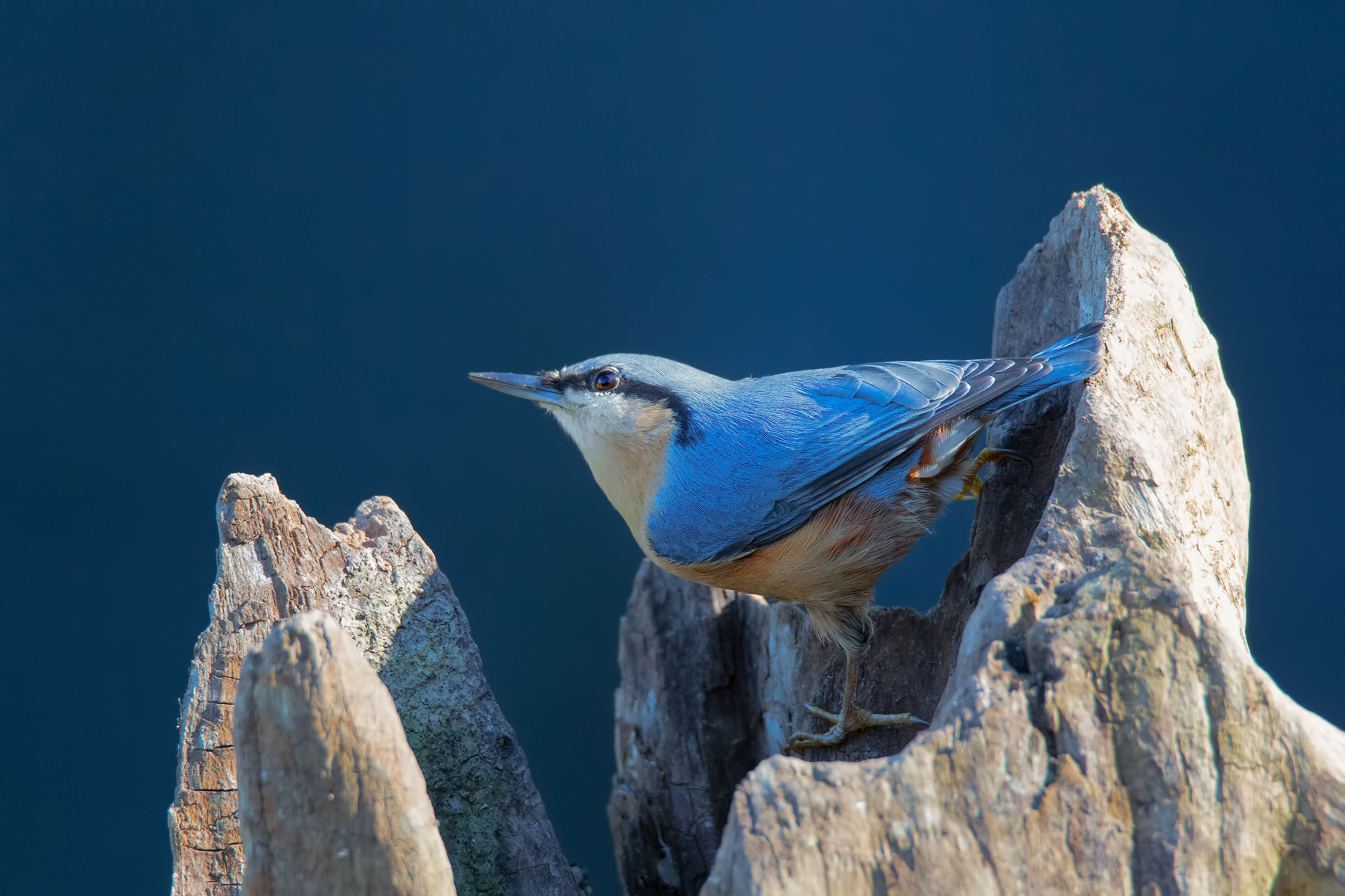 Nuthatch
