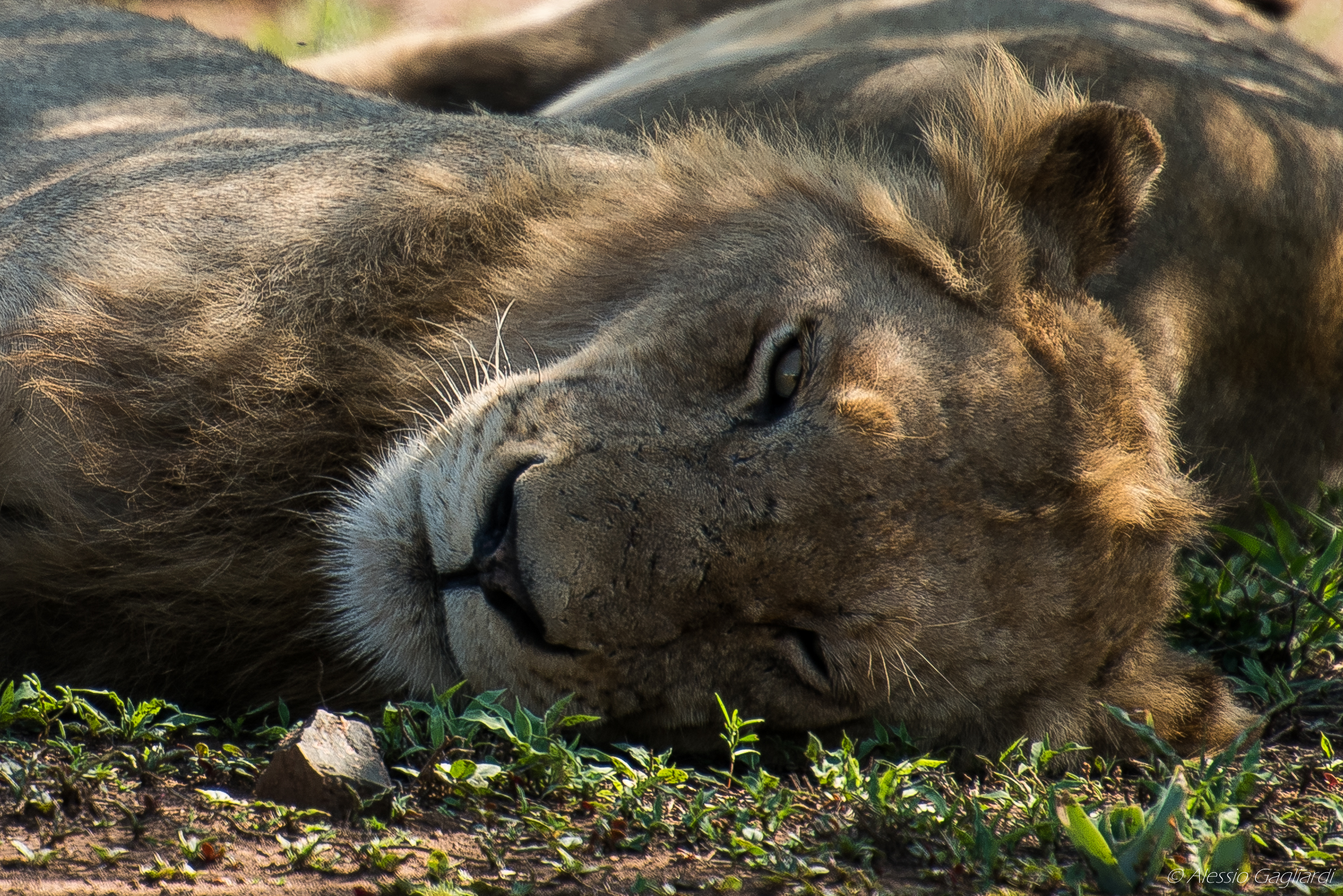 Young Lion Resting